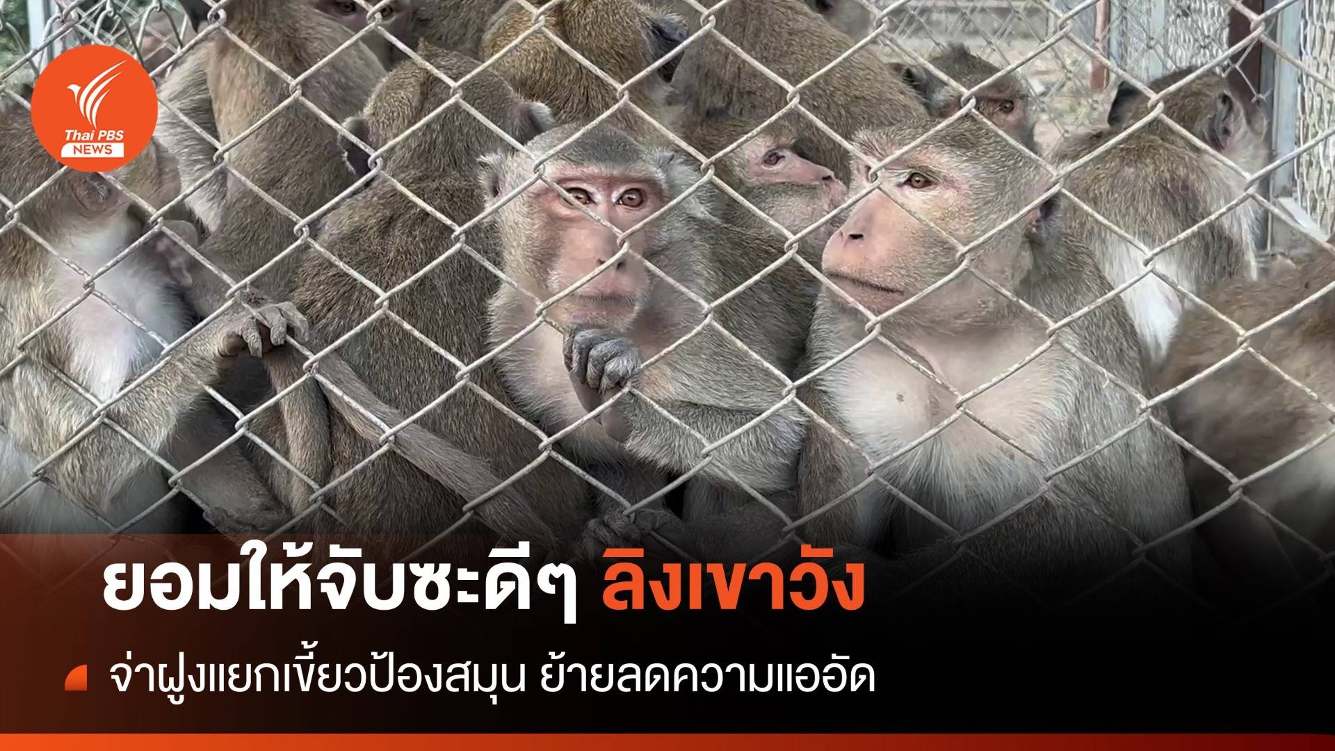 จ่าฝูงแยกเขี้ยวขู่ "ย้ายลิงเขาวัง" เข้าบ้านใหม่-หลังอาละวาดหนัก