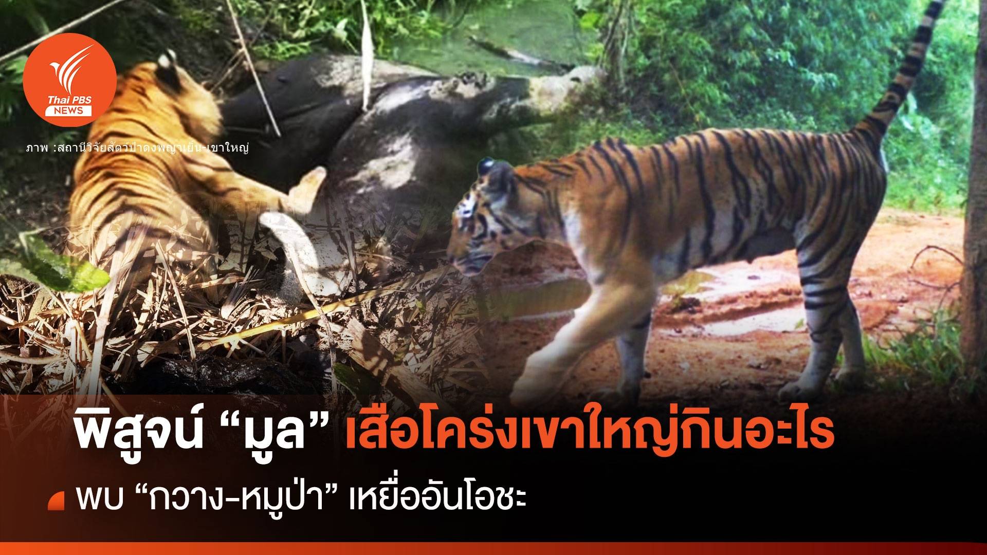 ไขความลับ "มูลเสือโคร่ง" ผืนป่าดงพญาเย็น-เขาใหญ่กินอะไร