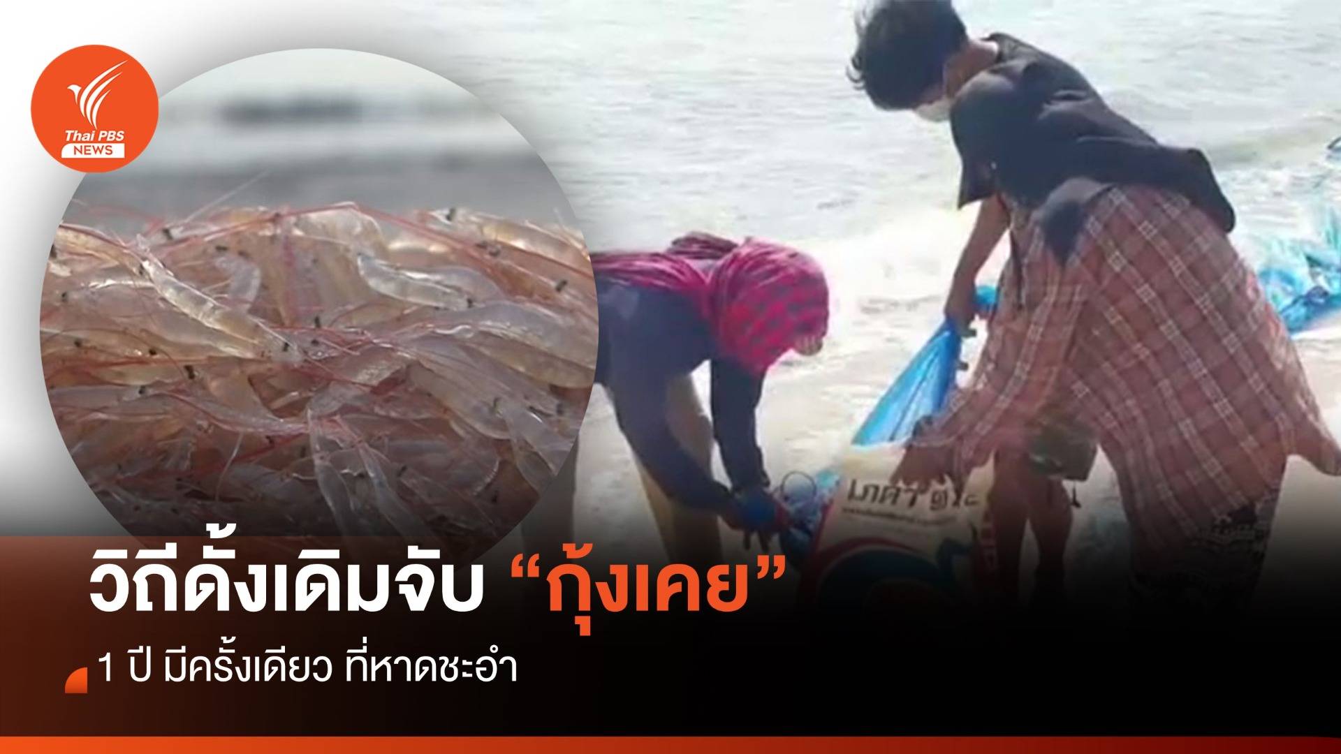 1 ปีมีครั้งเดียว ชาวประมงริมหาดชะอำออกจับ "กุ้งเคย"