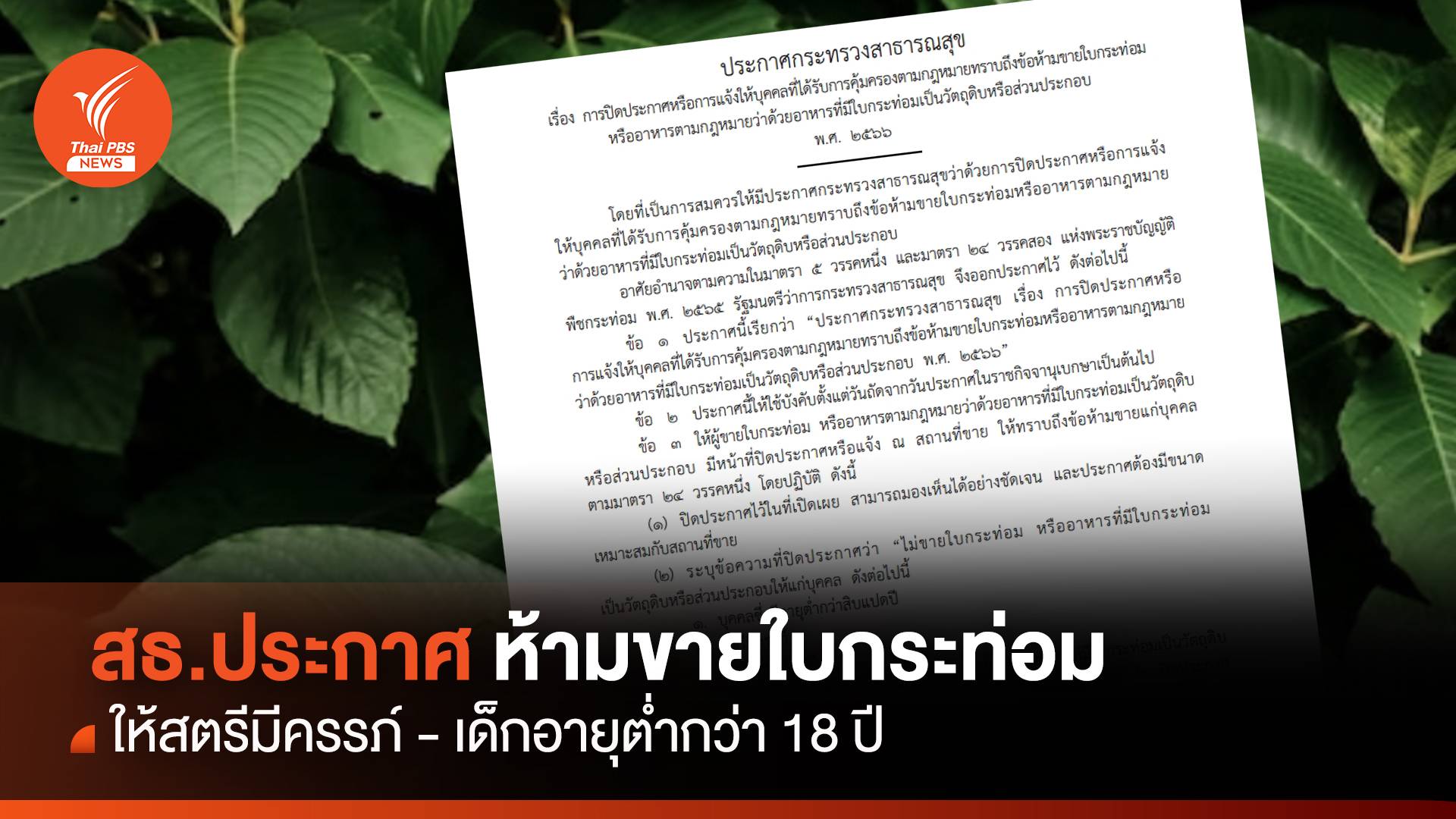สธ.ห้ามขาย "ใบกระท่อม" ให้สตรีมีครรภ์ -เด็กต่ำกว่า 18 ปี