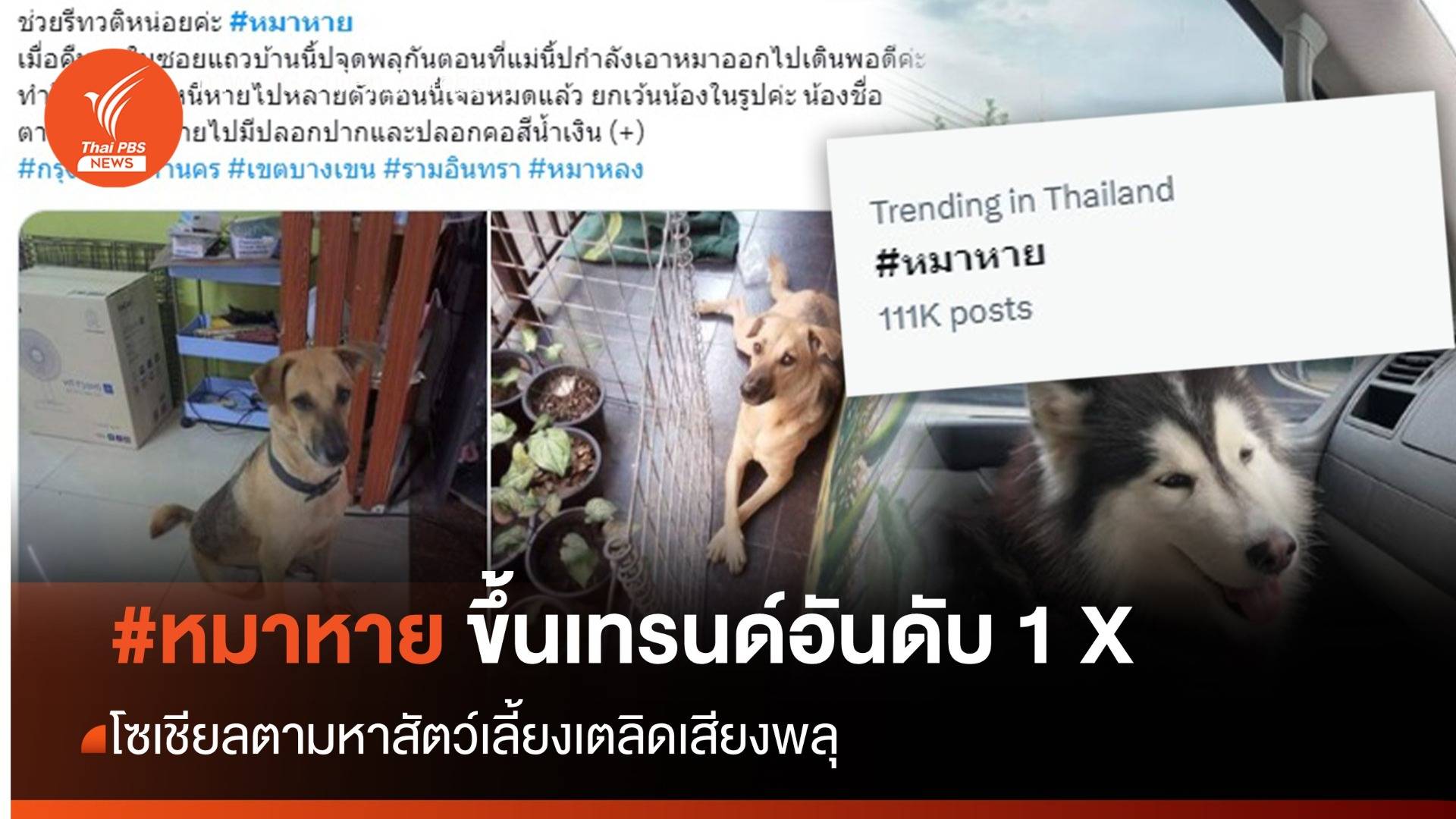 #หมาหาย ขึ้นเทรนด์อันดับ 1 X โซเชียลตามหาสัตว์เลี้ยงเตลิดเสียงพลุ