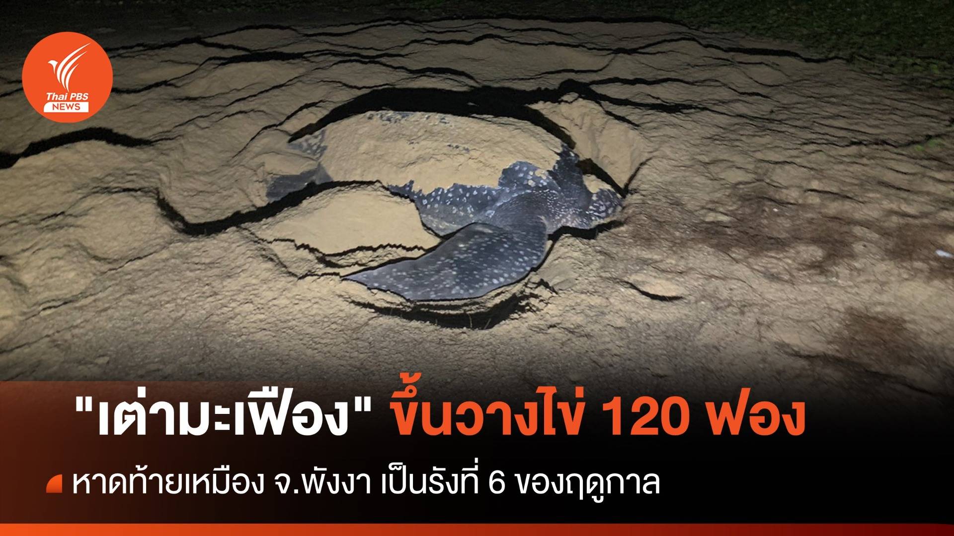 ต้อนรับปีใหม่ "เต่ามะเฟือง" ขึ้นวางไข่รังที่ 6 หาดท้ายเมือง