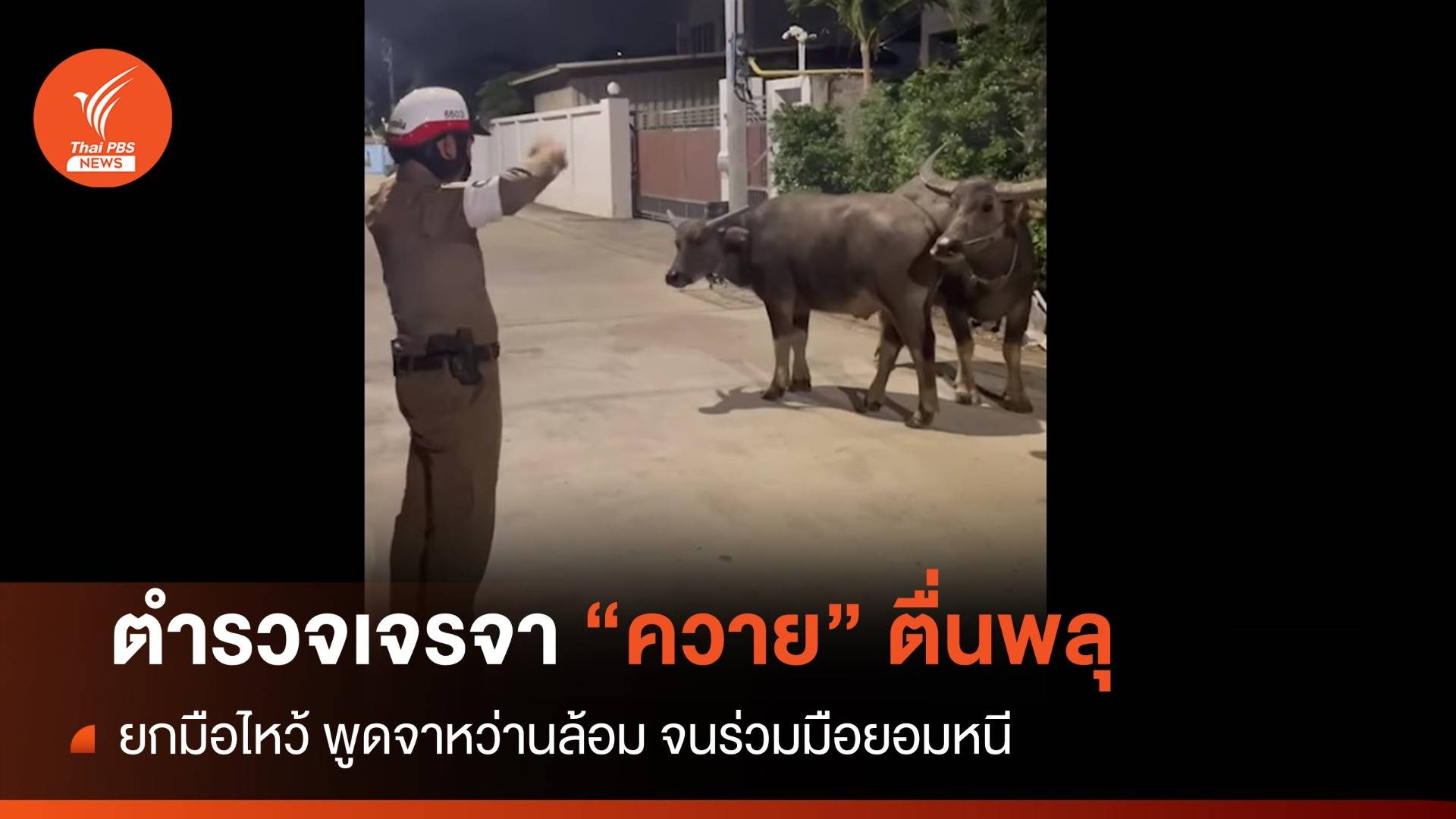 ตำรวจเจรจา "ควาย" ตกใจเสียงพลุนอนขวางถนนกลางซอย