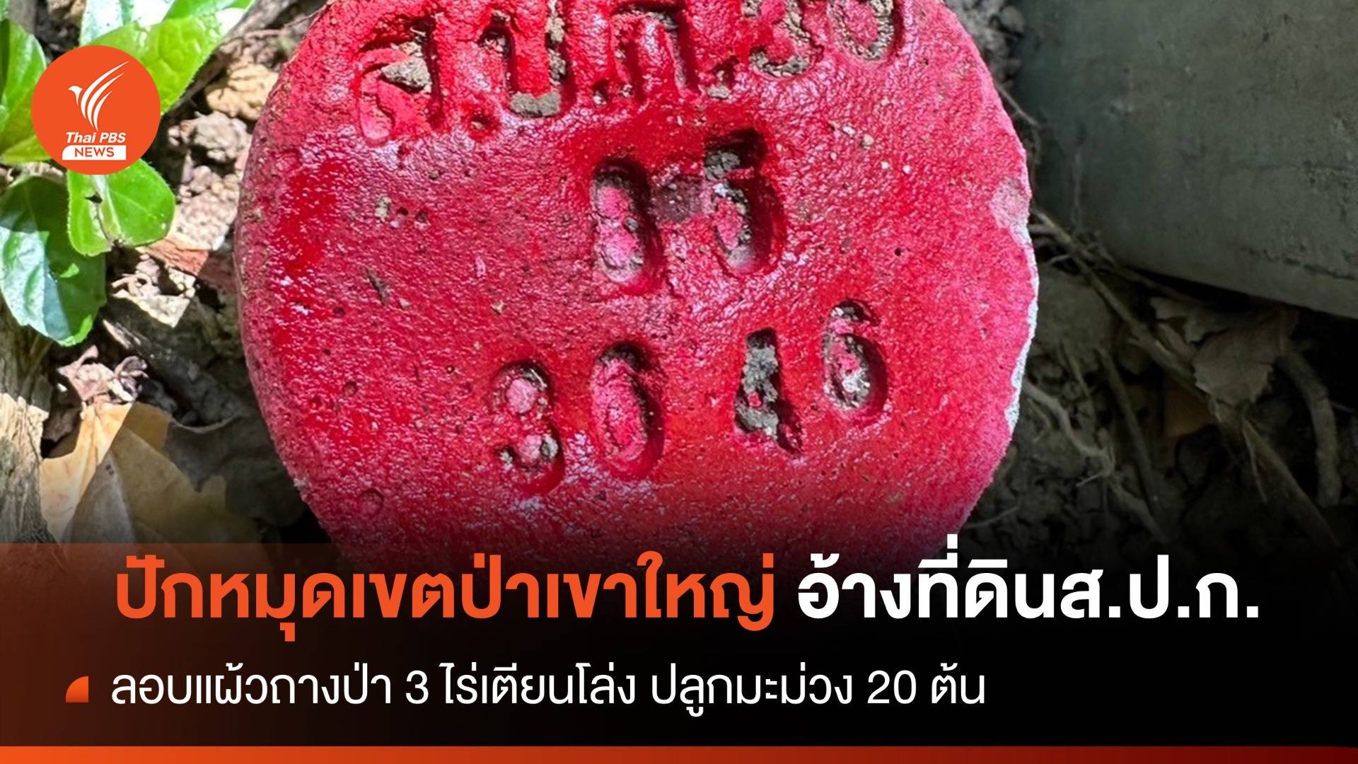 จับชาย 5 คนลอบถาง ปักหมุดเขตป่าเขาใหญ่ อ้างที่ดินส.ป.ก.