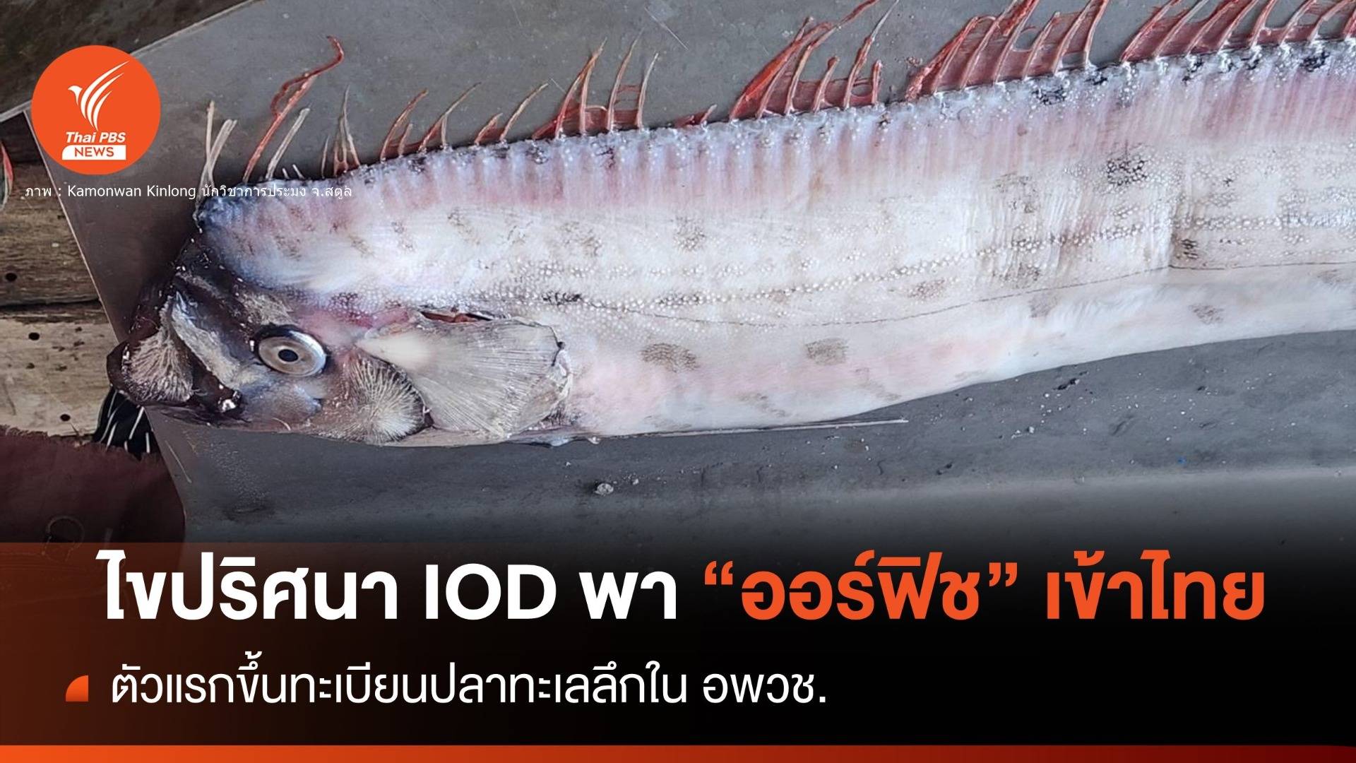 ตัวแรก! อพวช.ขึ้นทะเบียน "ออร์ฟิช" ศึกษาอนุกรมวิธาน