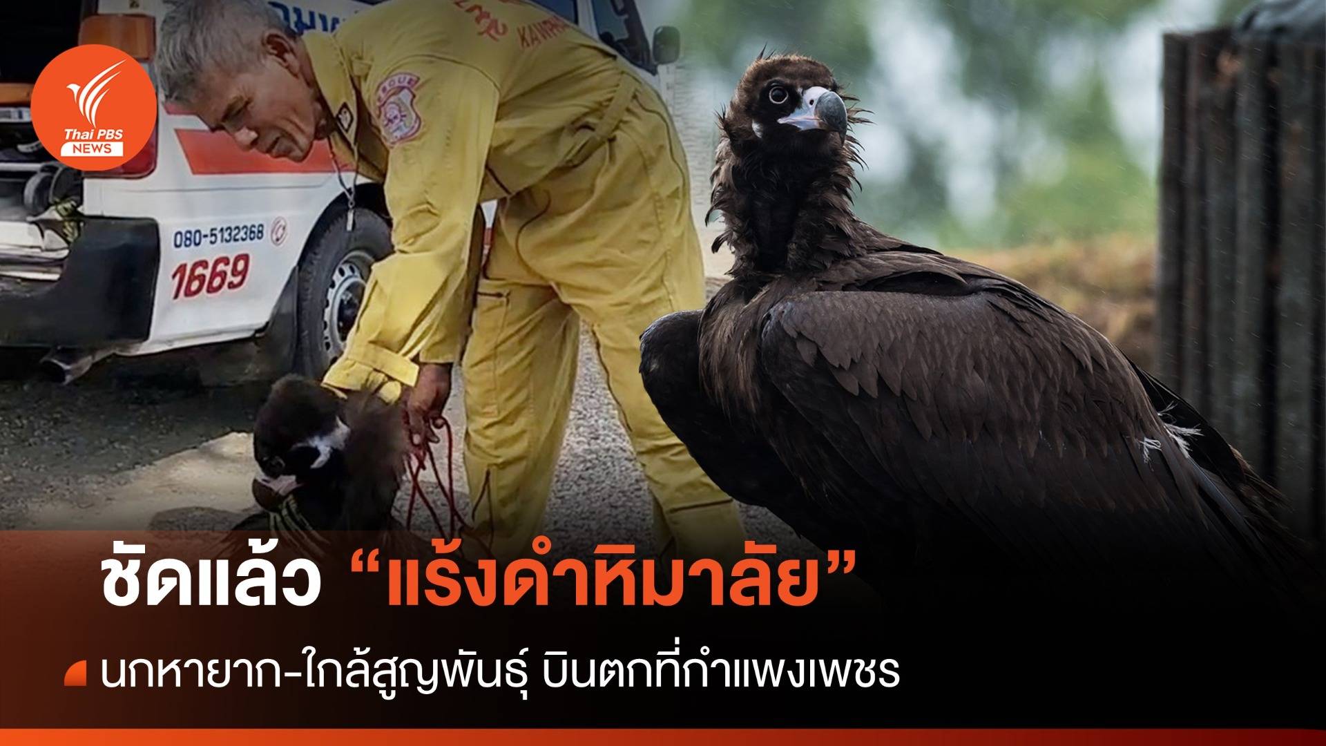 ชัดแล้ว! "แร้งดำหิมาลัย" นกหายากใกล้สูญพันธุ์ ตกที่กำแพงเพชร