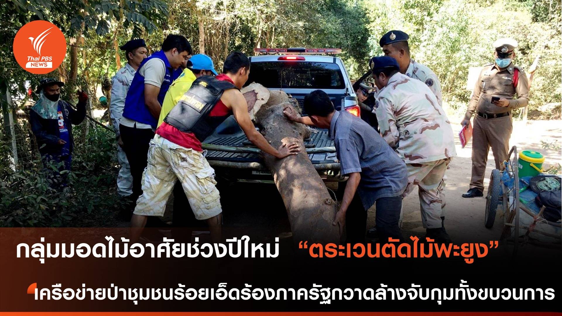 กลุ่มมอดไม้อาศัยช่วงฉลองปีใหม่ ตระเวนตัดไม้พะยูง
