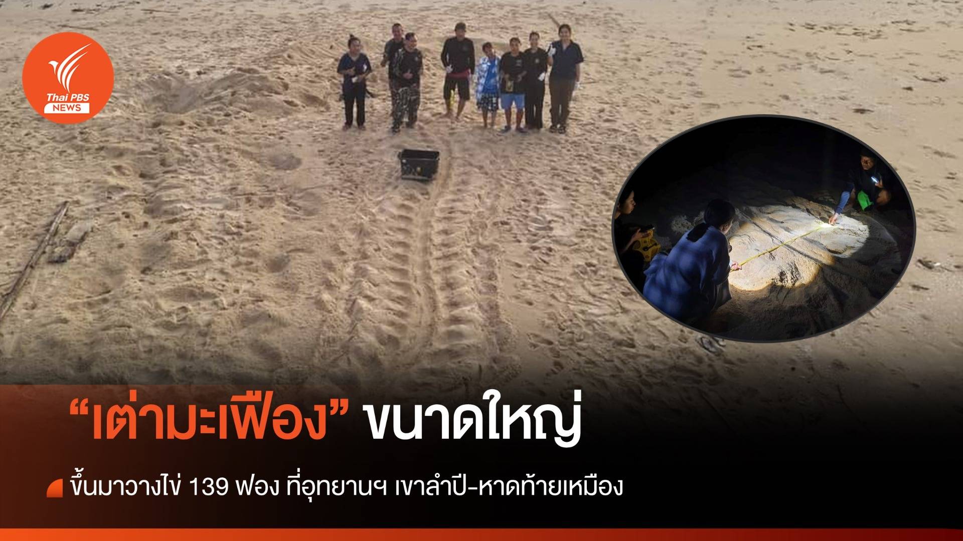 ข่าวดีส่งท้ายปี 66 "แม่เต่ามะเฟือง" ขนาดใหญ่ขึ้นมาวางไข่ 139 ฟอง