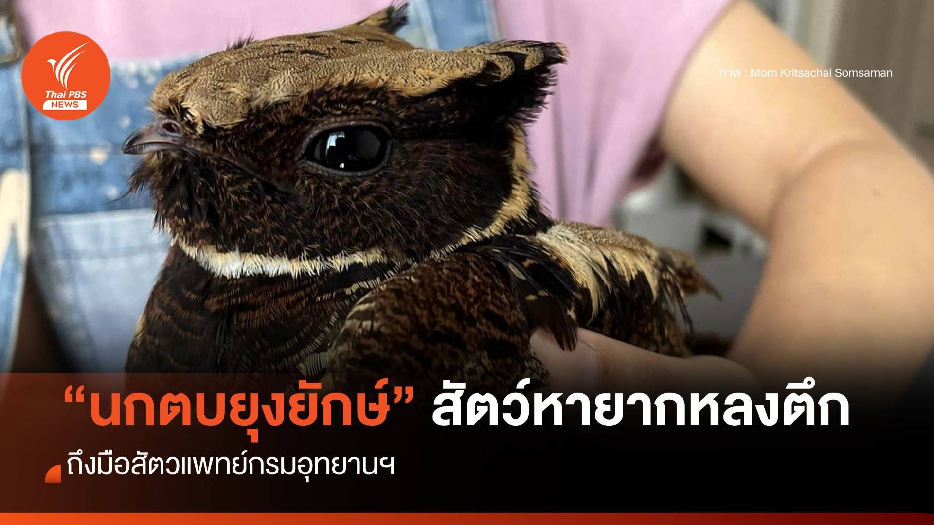 "นกตบยุงยักษ์" สัตว์หายากหลงตึก ถึงมือสัตวแพทย์กรมอุทยานฯ