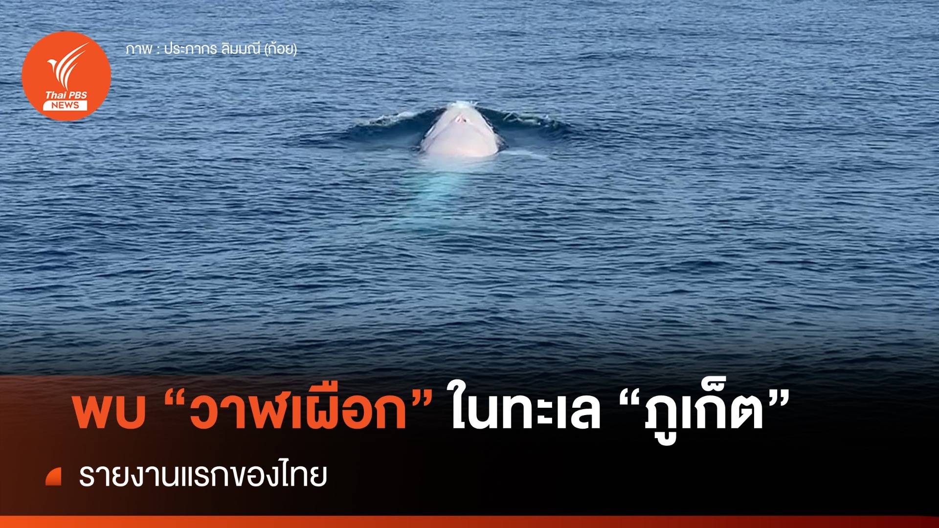 พบ "วาฬเผือก" รายงานแรกของไทย กลางทะเลภูเก็ต 