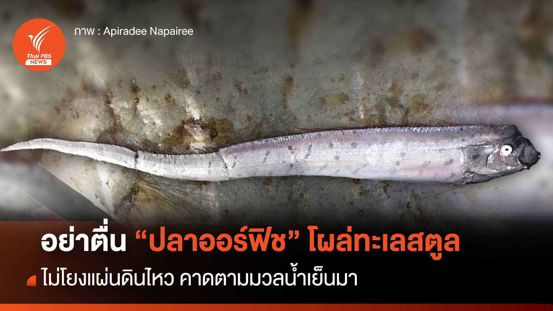 อย่าตื่น "ปลาออร์ฟิช" โผล่ไทยคาด IOD มวลน้ำเย็นพาเข้าทะเลสตูล