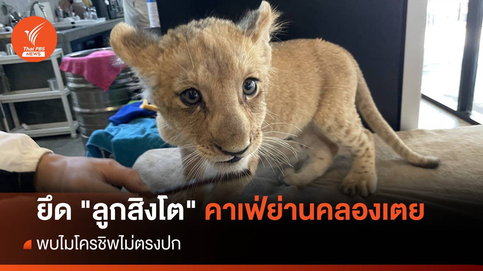 ยึด "ลูกสิงโต" คาเฟ่ย่านคลองเตย พบไมโครชิพไม่ตรงปก