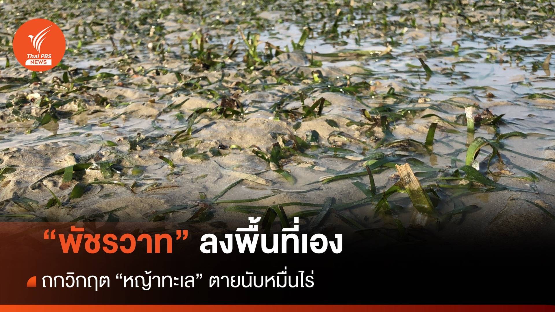 ลงพื้นที่เอง! พัชรวาท ถกวิกฤต"หญ้าทะเล" ตายหมื่นไร่