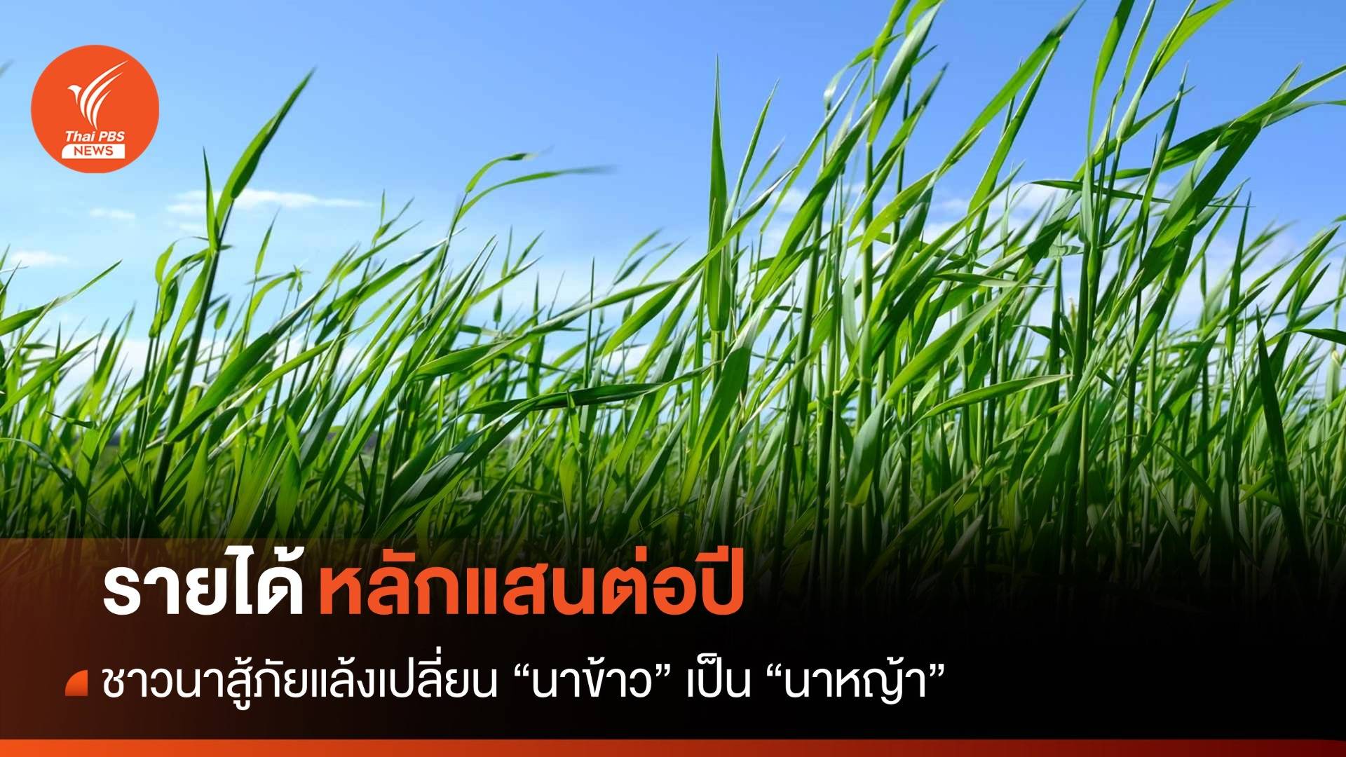 สู้ภัยแล้ง! ชาวนาเปลี่ยนนาข้าวเป็น "นาหญ้า" สร้างรายได้หลักแสน