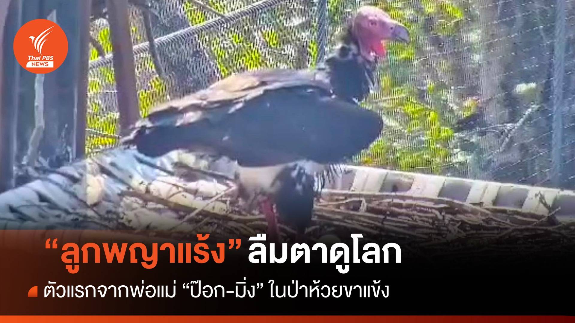 รอบ 30 ปี "ลูกพญาแร้ง" กะเทาะเปลือกไข่ลืมตาดูโลกป่าห้วยขาแข้ง