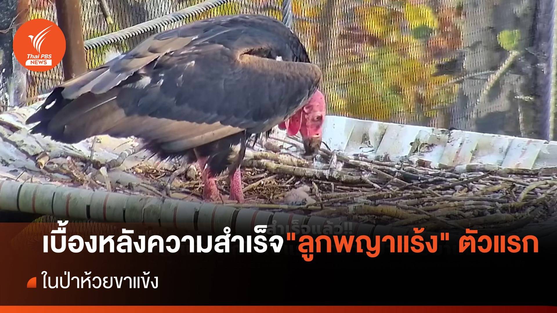 เบื้องหลังความสำเร็จ "ลูกพญาแร้ง" ตัวแรกในป่าห้วยขาแข้ง