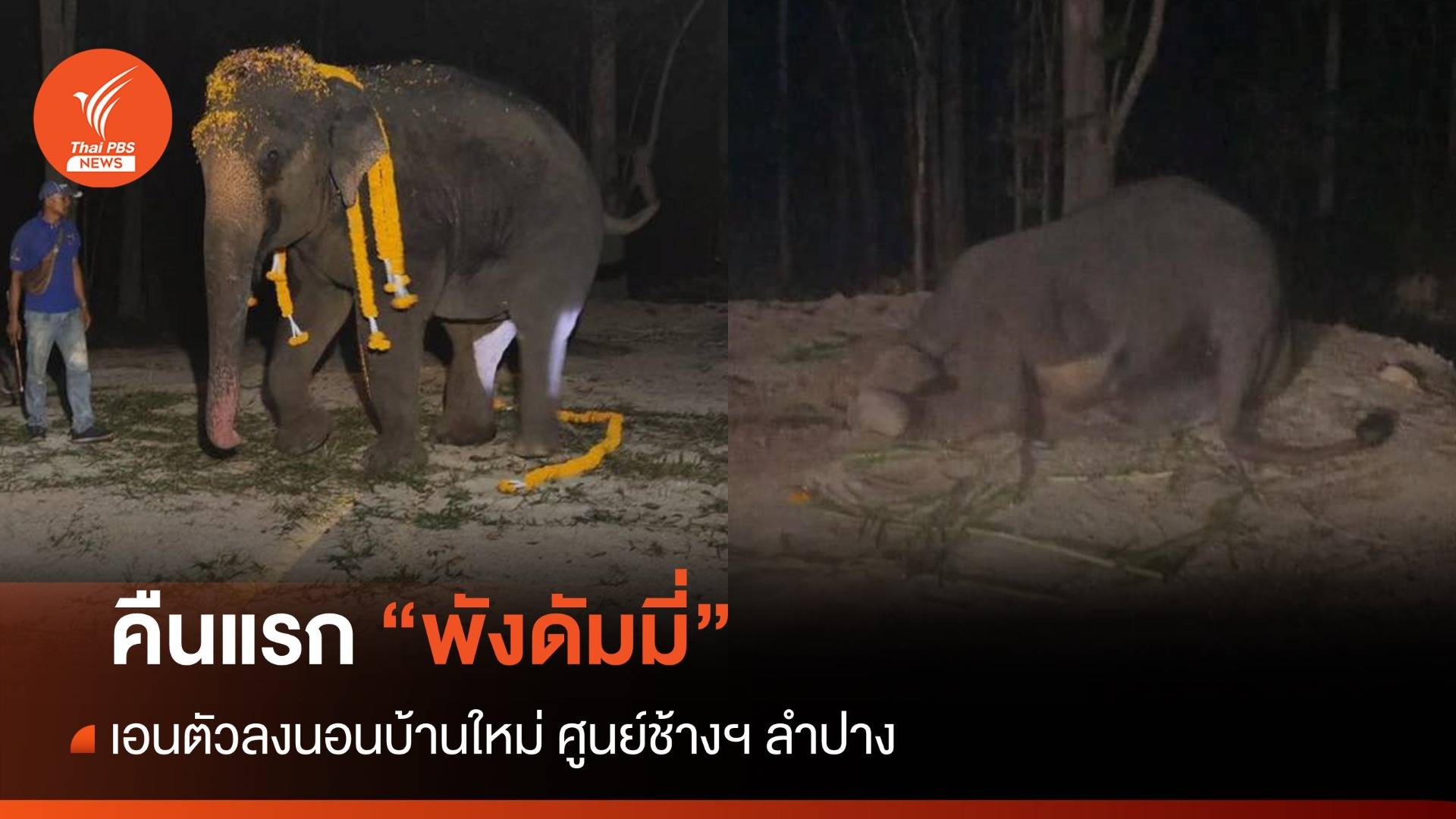 คืนแรก "พังดัมมี่" เอนตัวลงนอน บ้านใหม่ศูนย์ช้างฯ ลำปาง