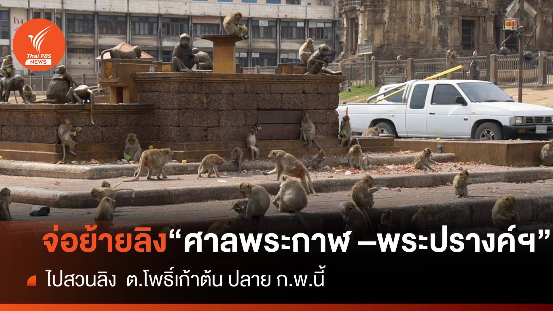 เร่งซ่อมกรงรองรับย้ายลิงลพบุรีไปสวนลิงเฟสแรก ดีเดย์ปลาย ก.พ.