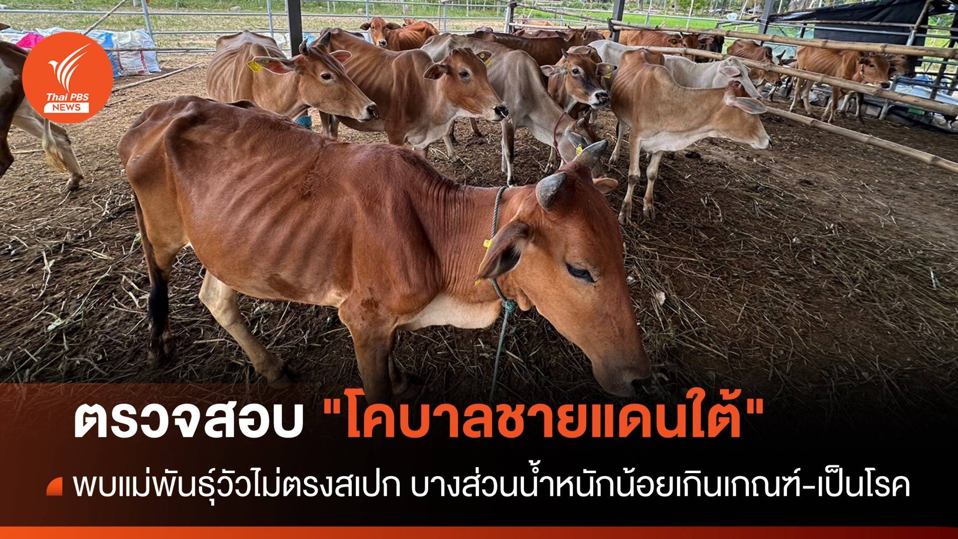 ตรวจสอบโครงการ "โคบาลชายแดนใต้" พบแม่พันธุ์วัวไม่ตรงสเปก