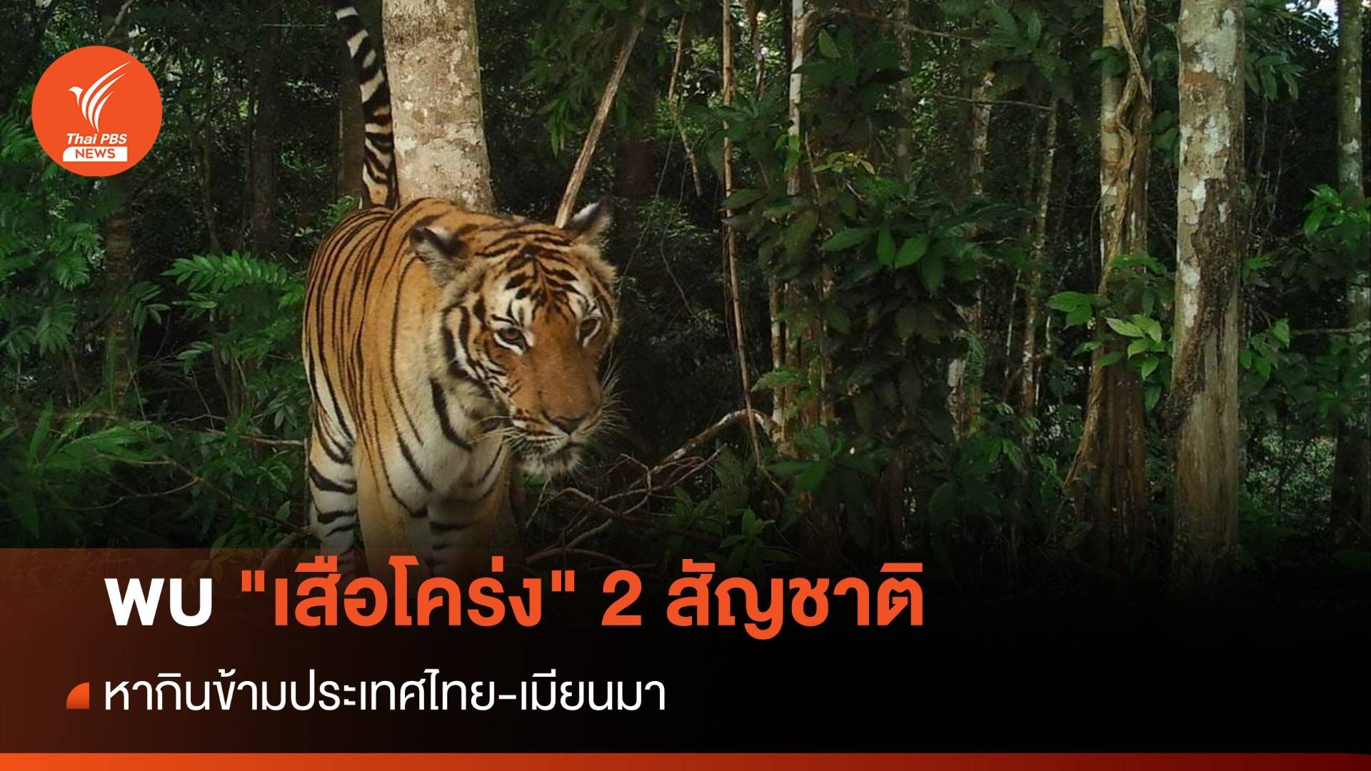 พบ "เสือโคร่ง" 2 สัญชาติ หากินข้ามประเทศไทย-เมียนมา 