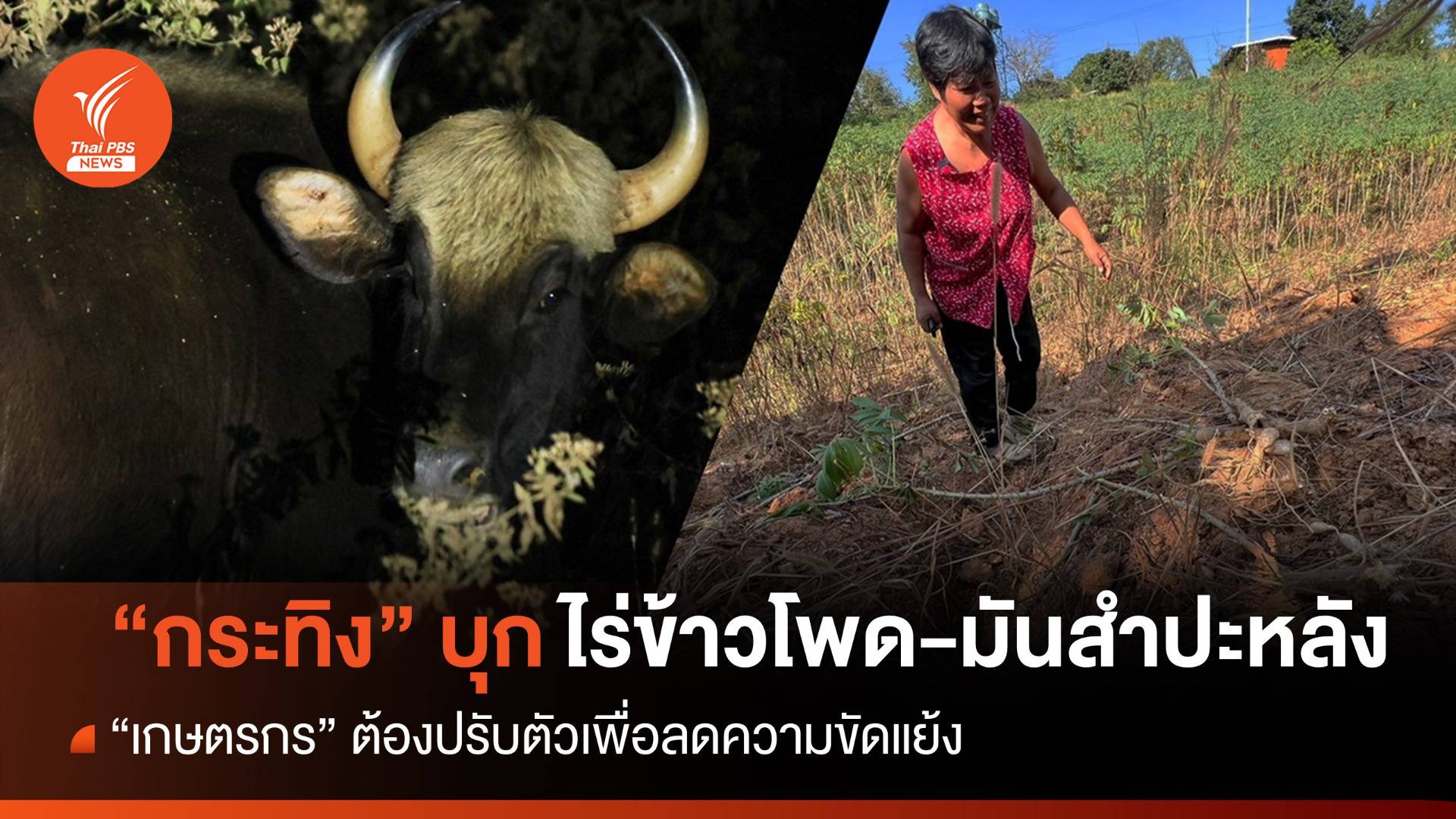 เสียงสะท้อน “เกษตรกร” เจอกระทิงบุกไร่ ปรับตัวอยู่ร่วมลดขัดแย้ง