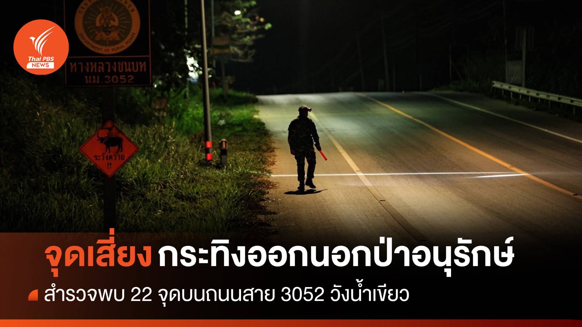 พบ 22 จุดเสี่ยง "กระทิง" ออกนอกป่าวังน้ำเขียว 3 ปีอุบัติเหตุ 11 ครั้ง