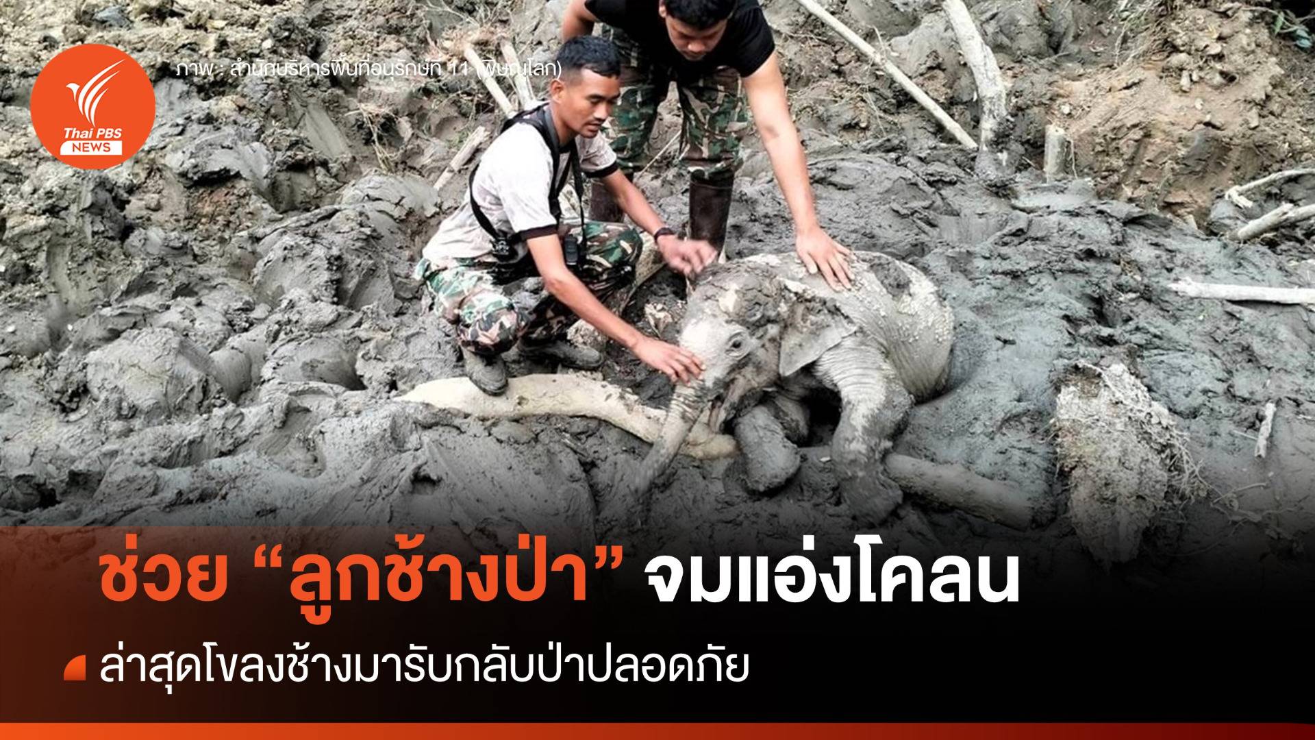 ช่วย "ลูกช้างป่า" จมแอ่งโคลน ล่าสุดกลับเข้าโขลงปลอดภัย