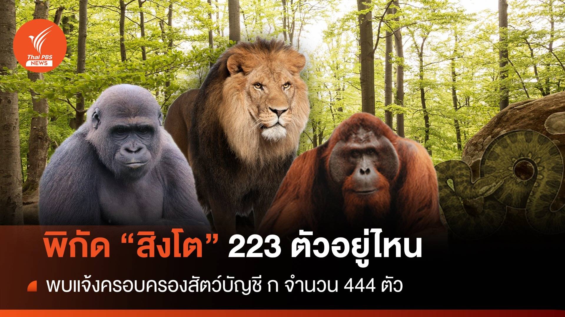 พิกัด "สิงโต" ทั่วไทย 223 ตัว แจ้งครอบครอง 8 สัตว์ดุร้าย 444 ตัว
