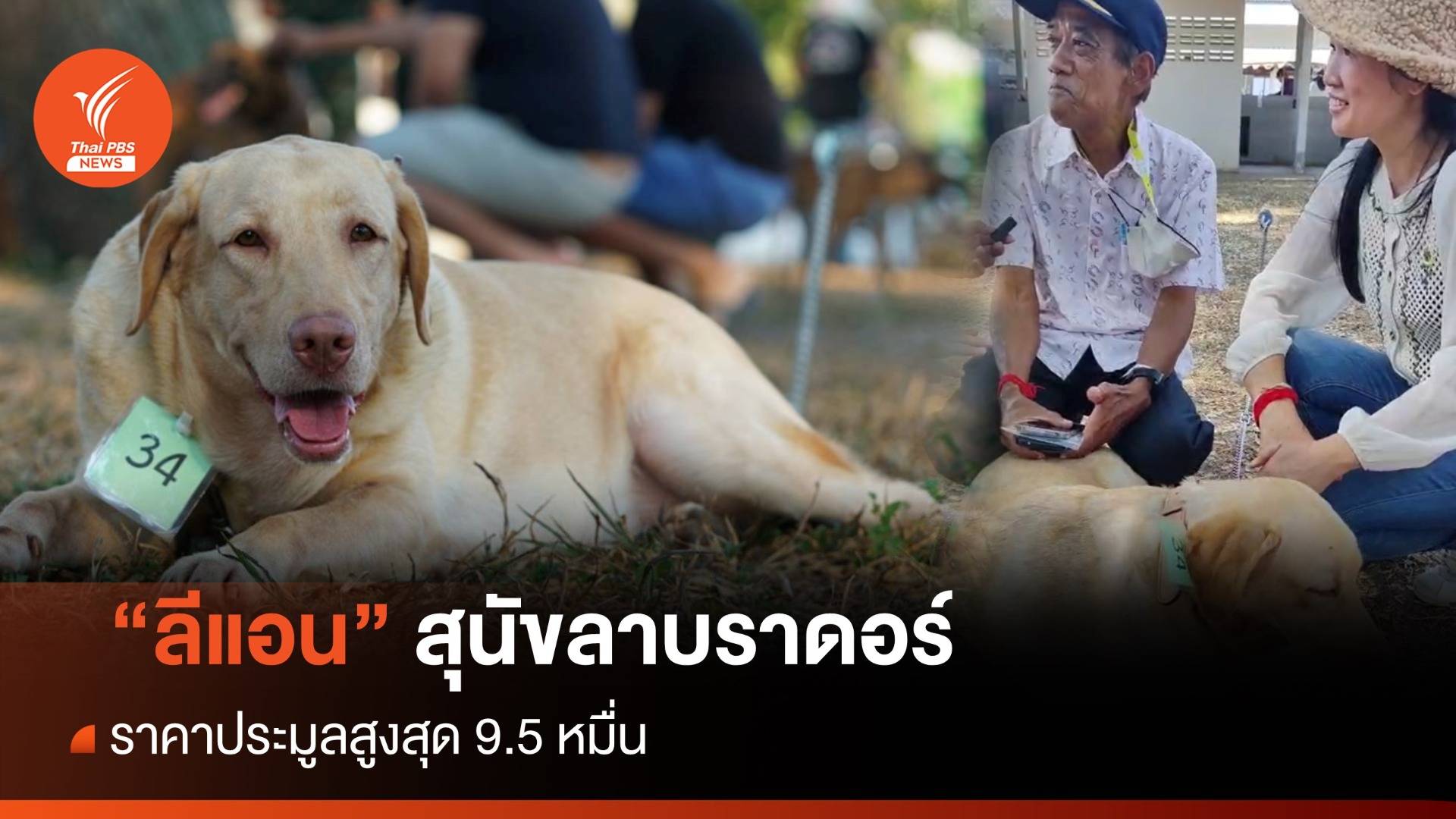 เปิดภาพ "ลีแอน" สุนัขทหารพันธุ์ลาบราดอร์ ประมูลสูงสุด 95,000 บาท
