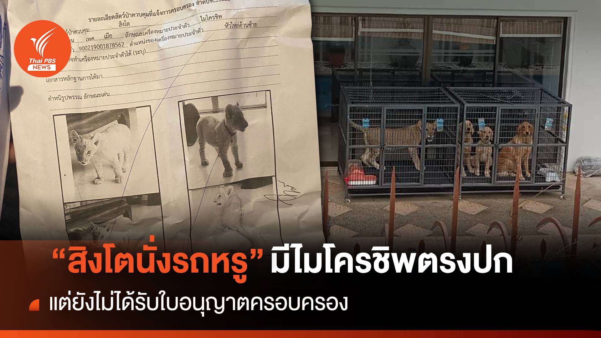 "สิงโต" มีไมโครชิพตรงปก-แต่ยังไม่ได้รับใบอนุญาตเลี้ยง