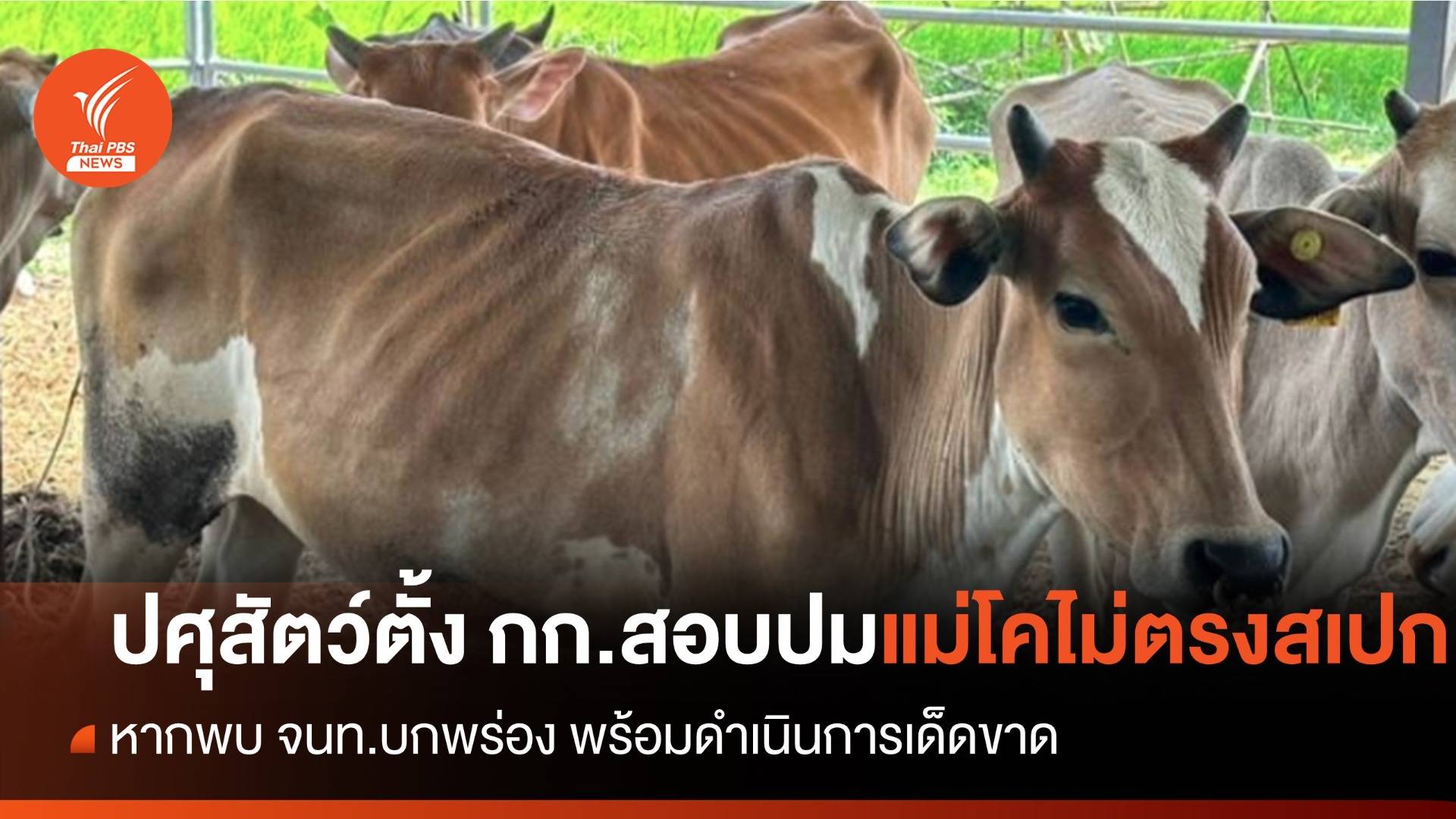 "ปศุสัตว์" ตั้ง กก.สอบข้อเท็จจริง กรณีจัดหาแม่โคไม่ตรงสเปก