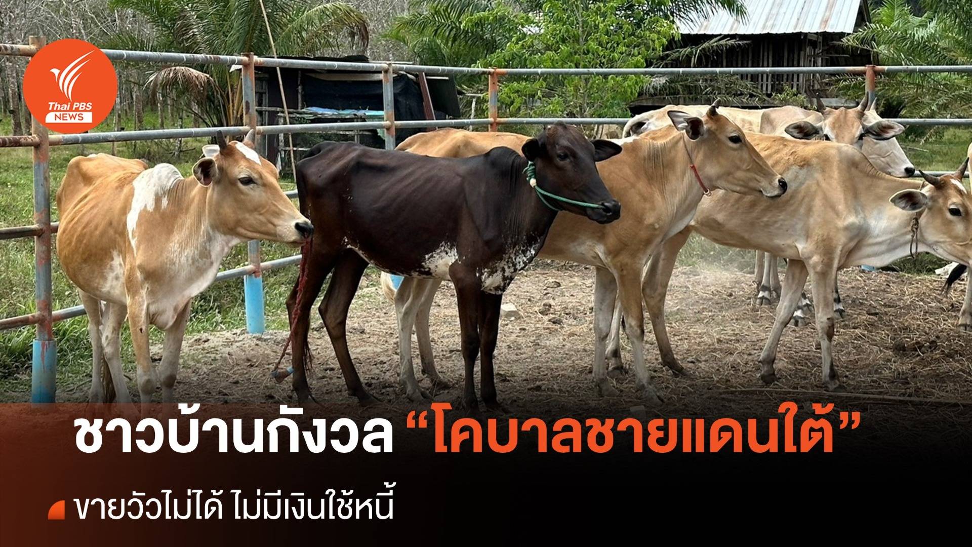 ชาวบ้านกังวล "โคบาลชายแดนใต้" วัวขายไม่ได้ ไม่มีเงินใช้หนี้