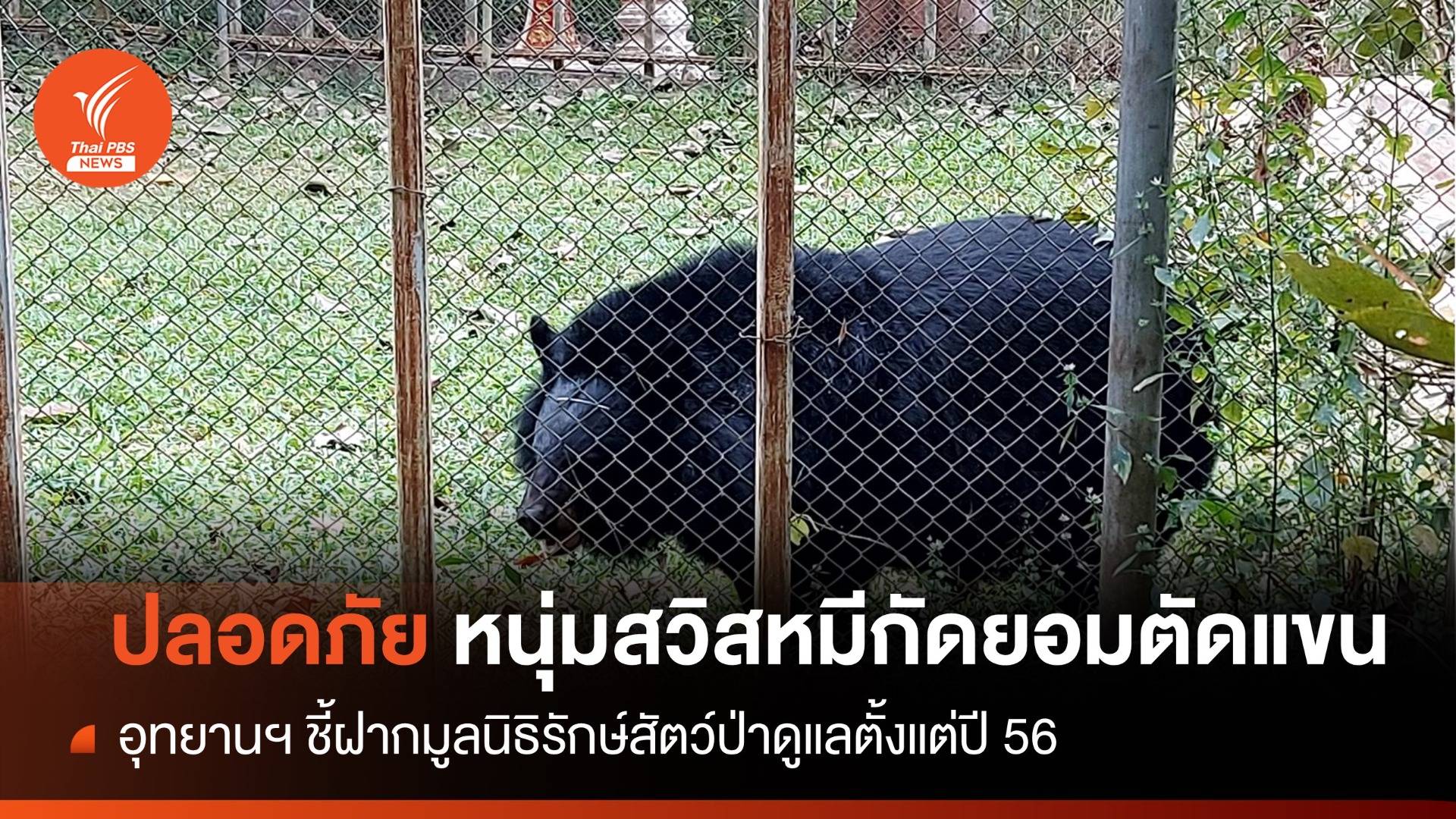 เสียแขนขวา "หนุ่มสวิส" ถูกหมีควายกัดแขนยอมตัดเอาตัวรอด