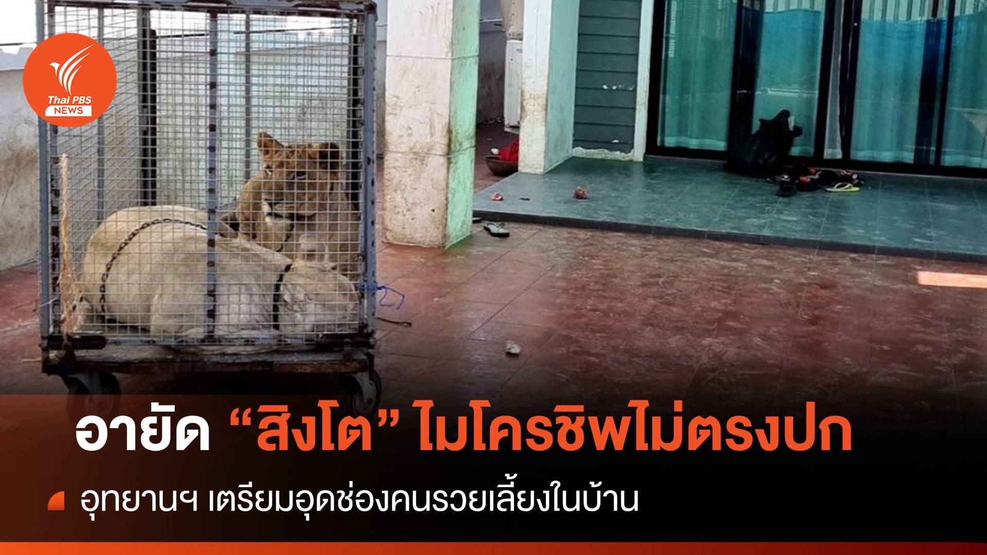 อายัด "สิงโต" เลี้ยงในบ้าน-ย้ายไปสถานีบางละมุง