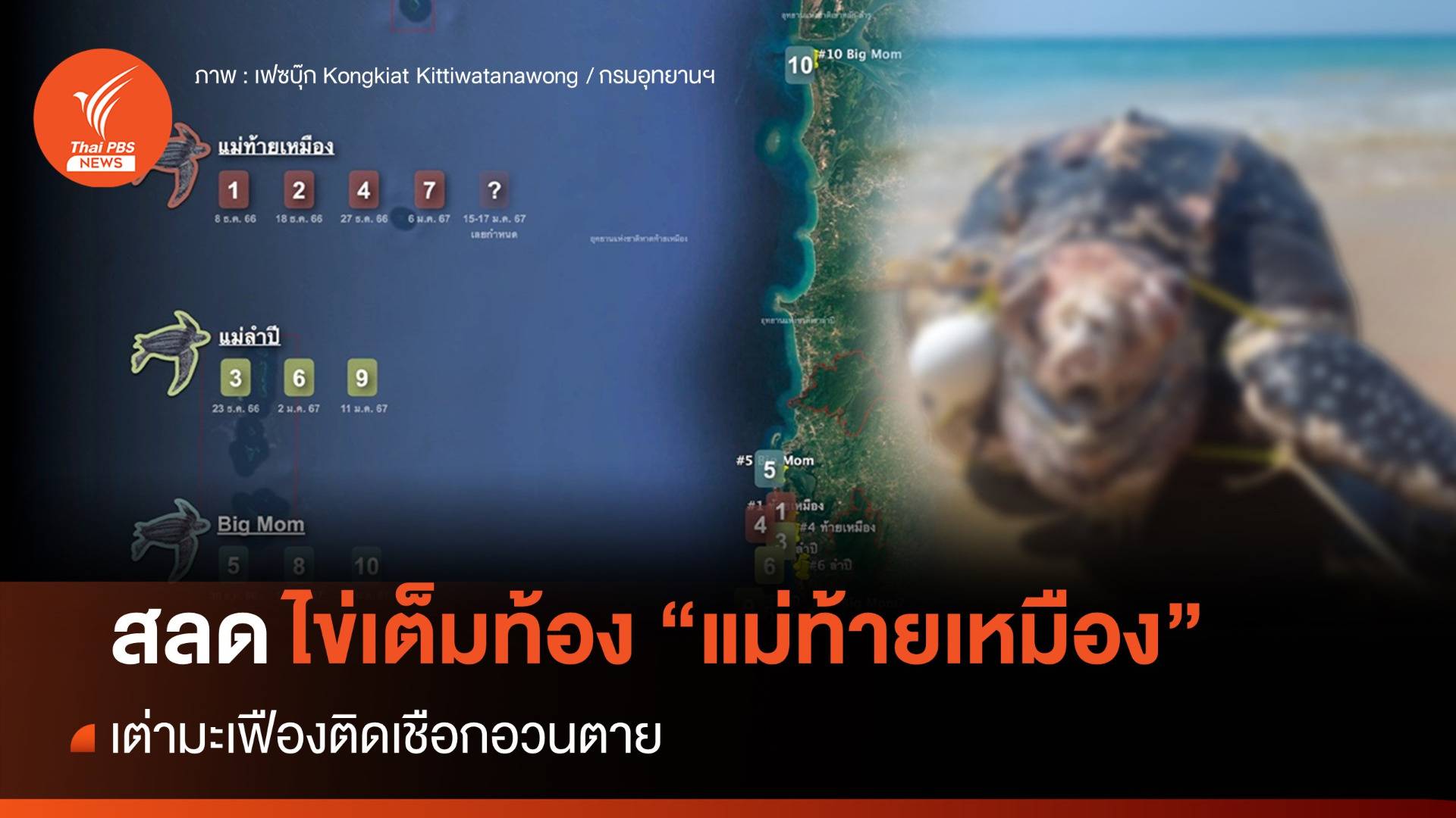 ทช.คาด “แม่ท้ายเหมือง” ติดเชือกอวนตาย ไม่พบวางไข่ตามวงรอบ