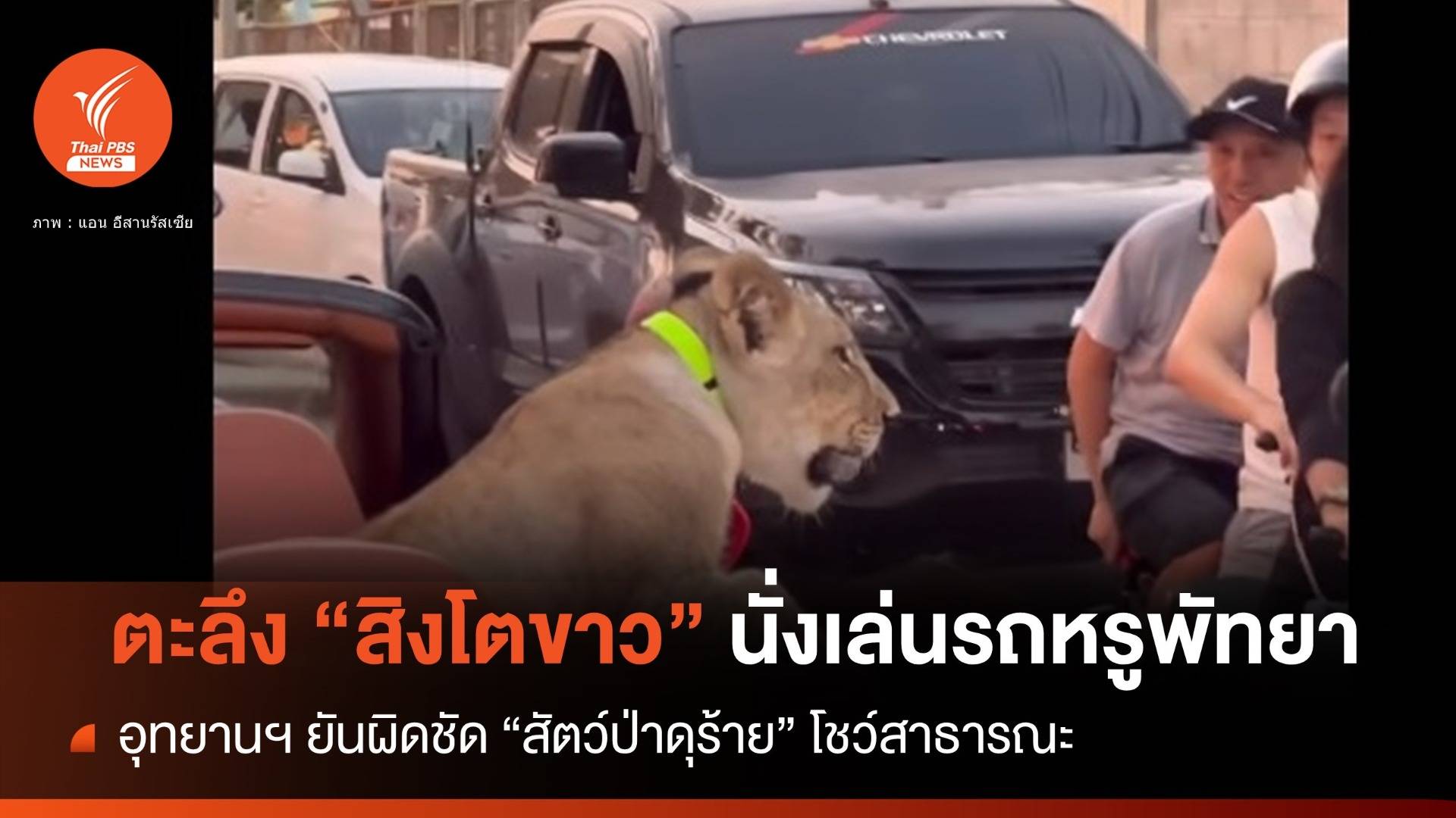 ผิดชัด! กรมอุทยานฯ ตามเจ้าของ "สิงโตขาว" นั่งรถชิลพัทยา