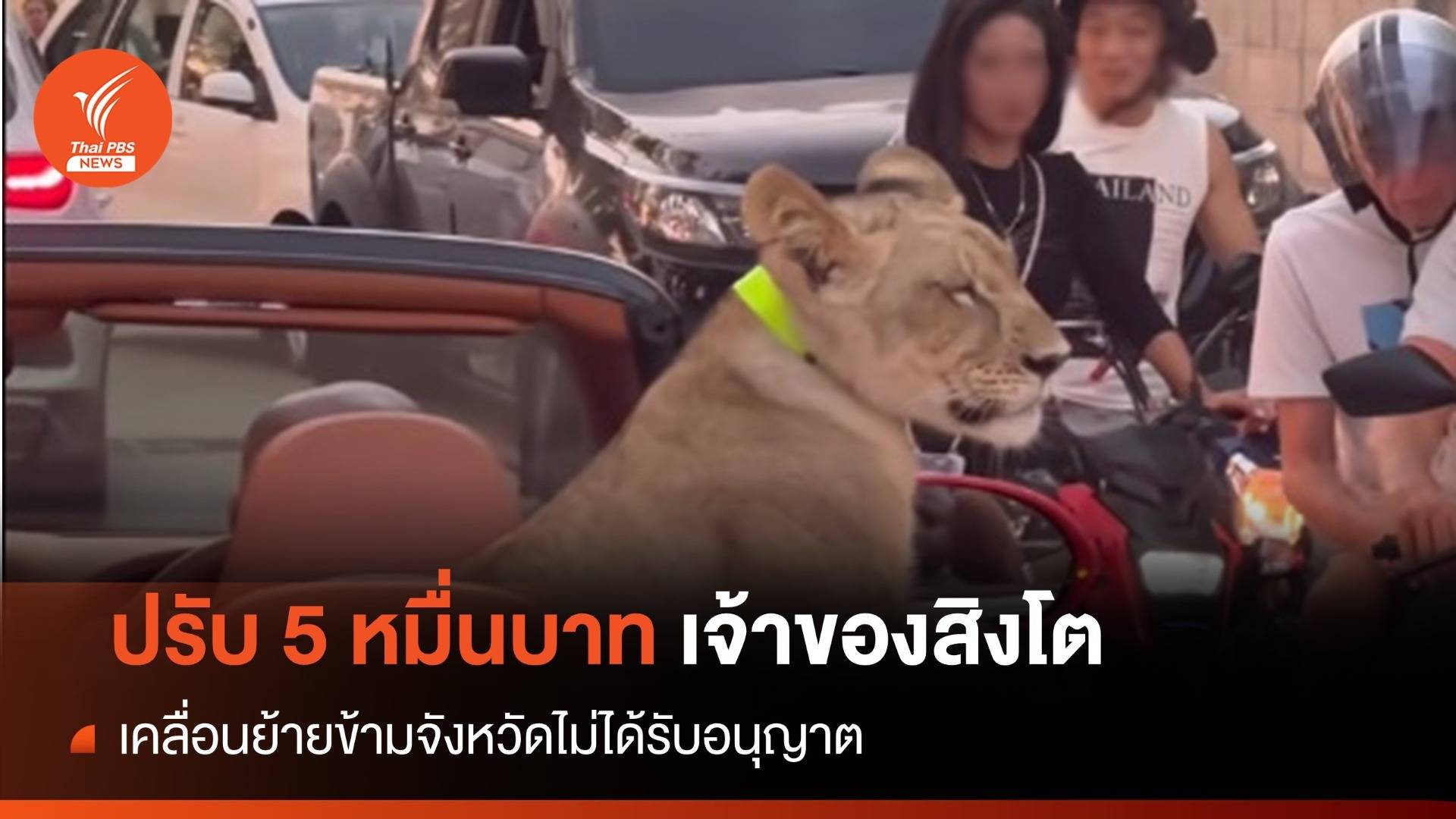 รู้ตัวเจ้าของ "สิงโตนั่งรถหรู" ปรับ 50,000 บาท