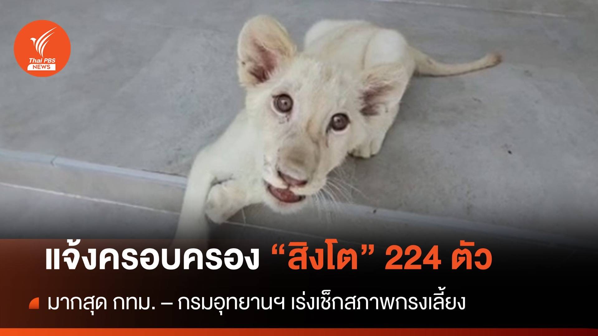 ตรวจสอบบ้านเลี้ยง "สิงโต" พัทยา - ทั่วประเทศแจ้งครอบครอง 224 ตัว