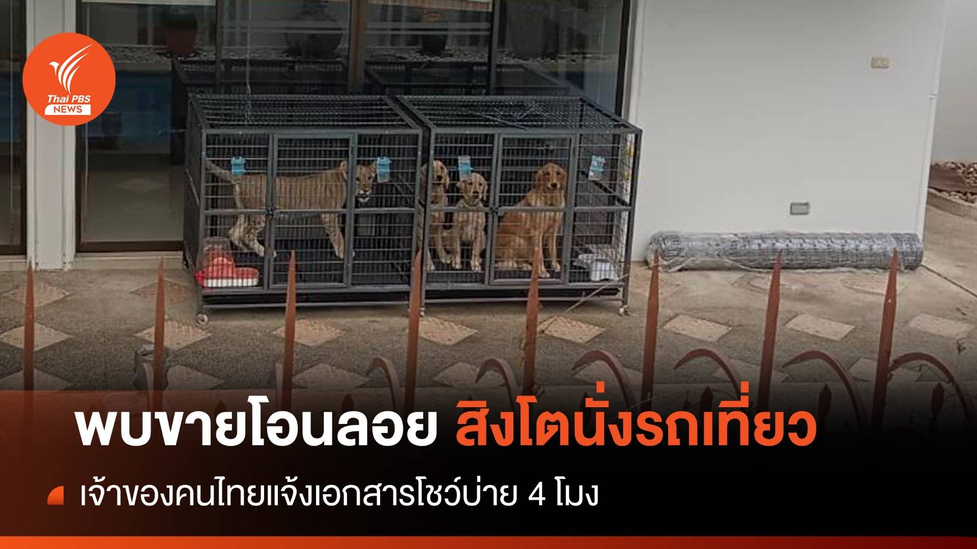 รอเอกสาร! เจ้าของ "สิงโตนั่งรถเที่ยว" พบขายโอนลอย