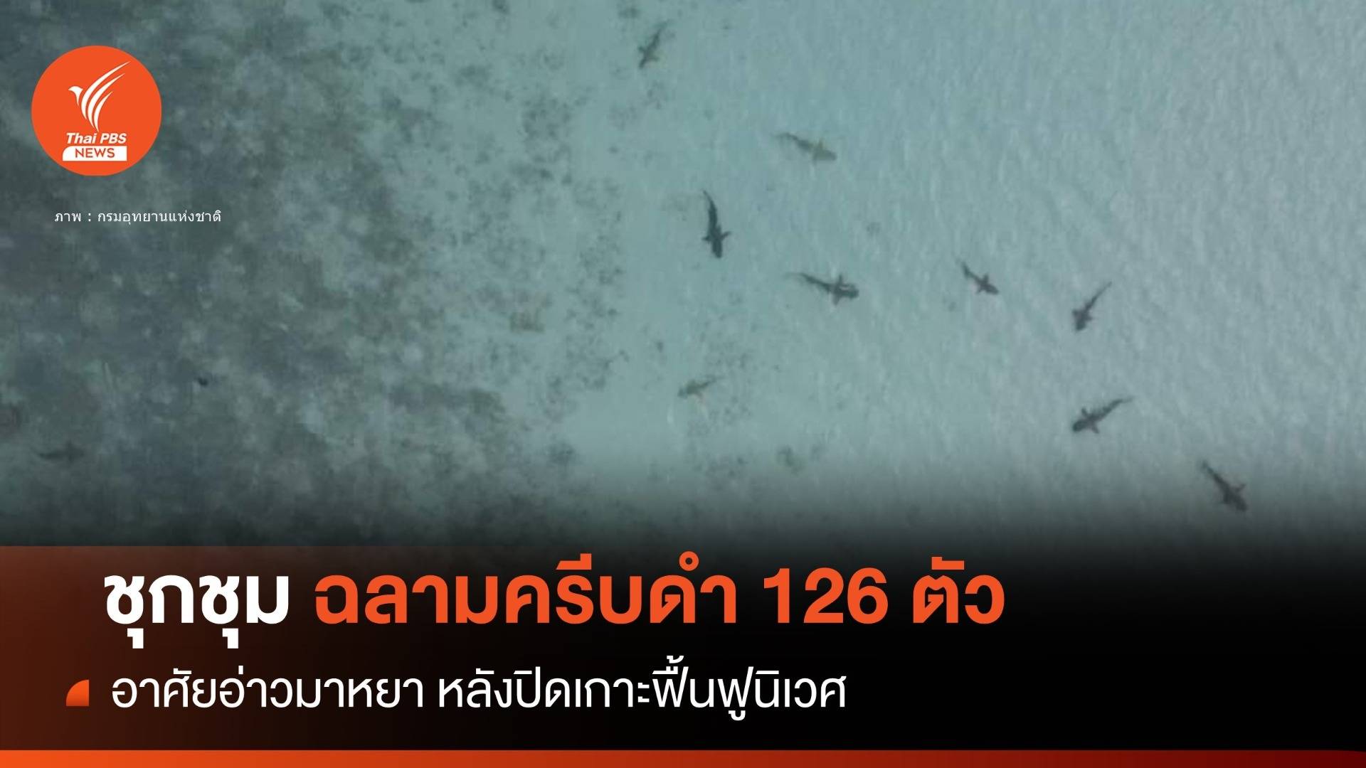 ชุกชุม! สำรวจประชากร "ฉลามครีบดำ" อ่าวมาหยาพบ 126 ตัว