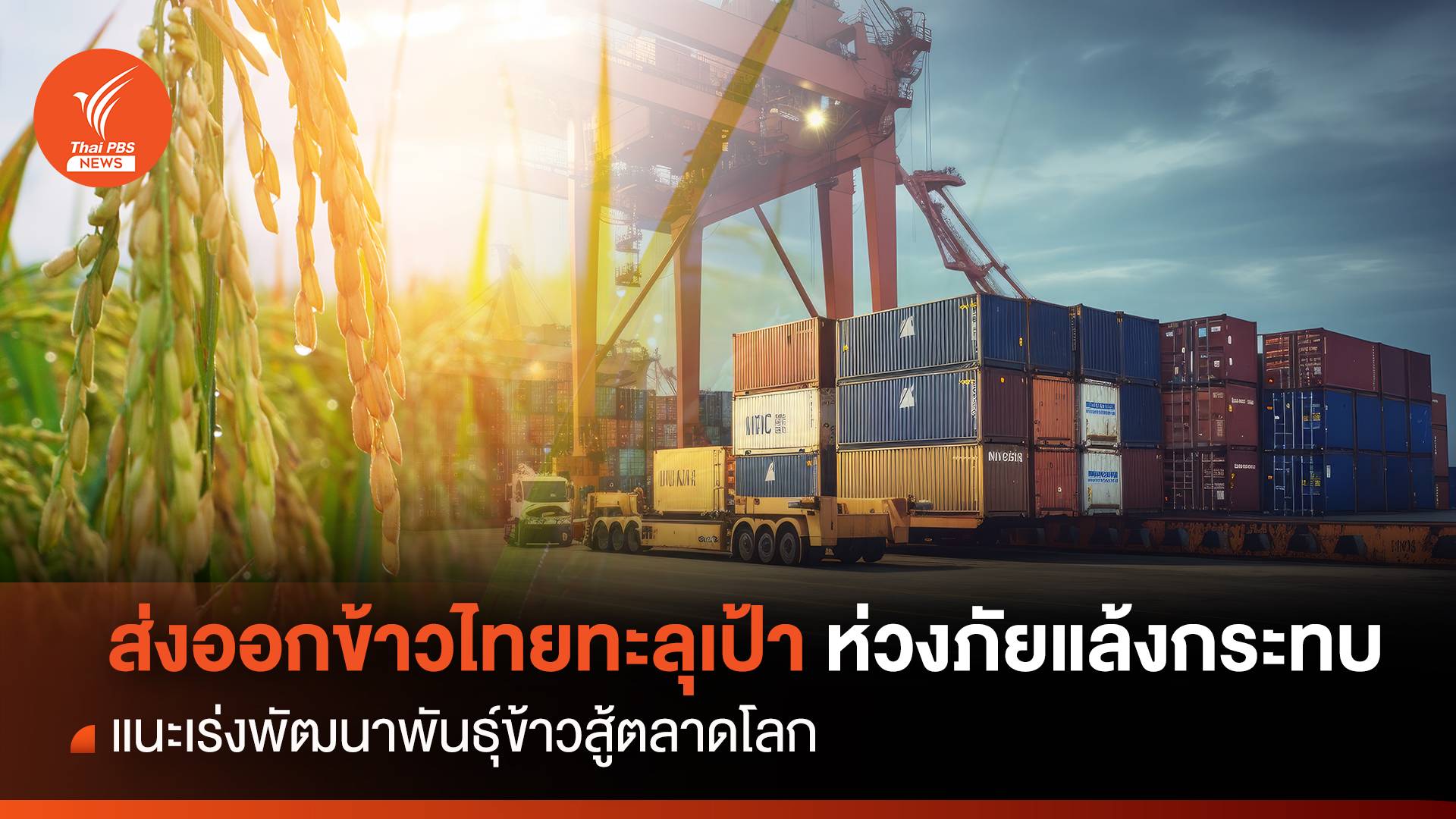 ส่งออกข้าวไทยทะลุเป้า ห่วงภัยแล้งกระทบ แนะเร่งพัฒนาพันธุ์ข้าวสู้ตลาดโลก