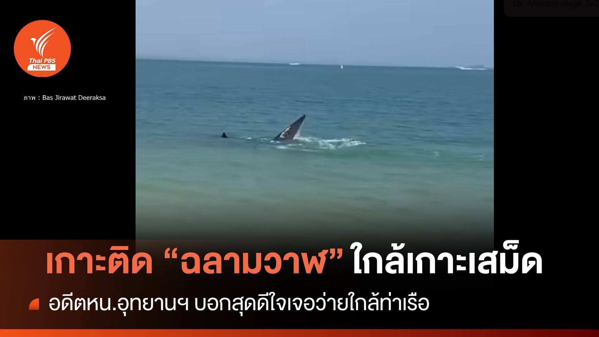 อุทยาน-ทช.บินสำรวจ "ฉลามวาฬ" พลัดหลงใกล้ฝั่งเกาะเสม็ด