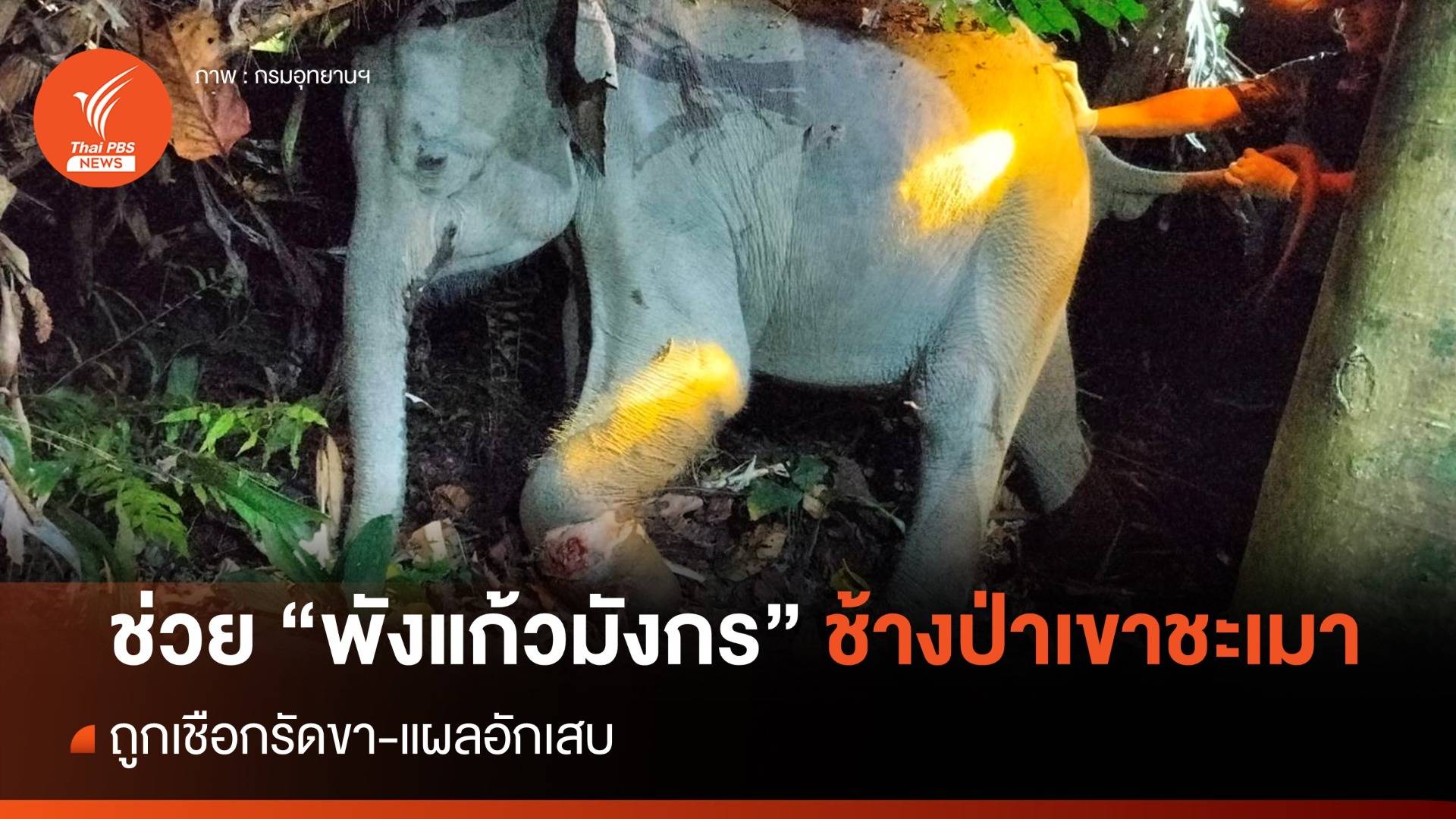 ช่วย "พังแก้วมังกร" ช้างป่าถูกเชือกรัดขา-แผลอักเสบ