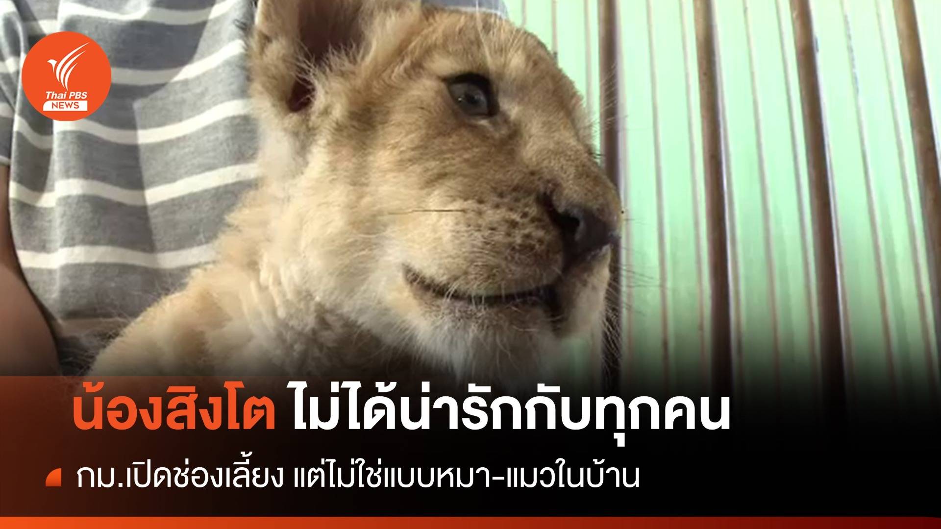 "สิงโต" ไม่ใช่สัตว์ป่าที่ทุกคนจะเลี้ยงได้