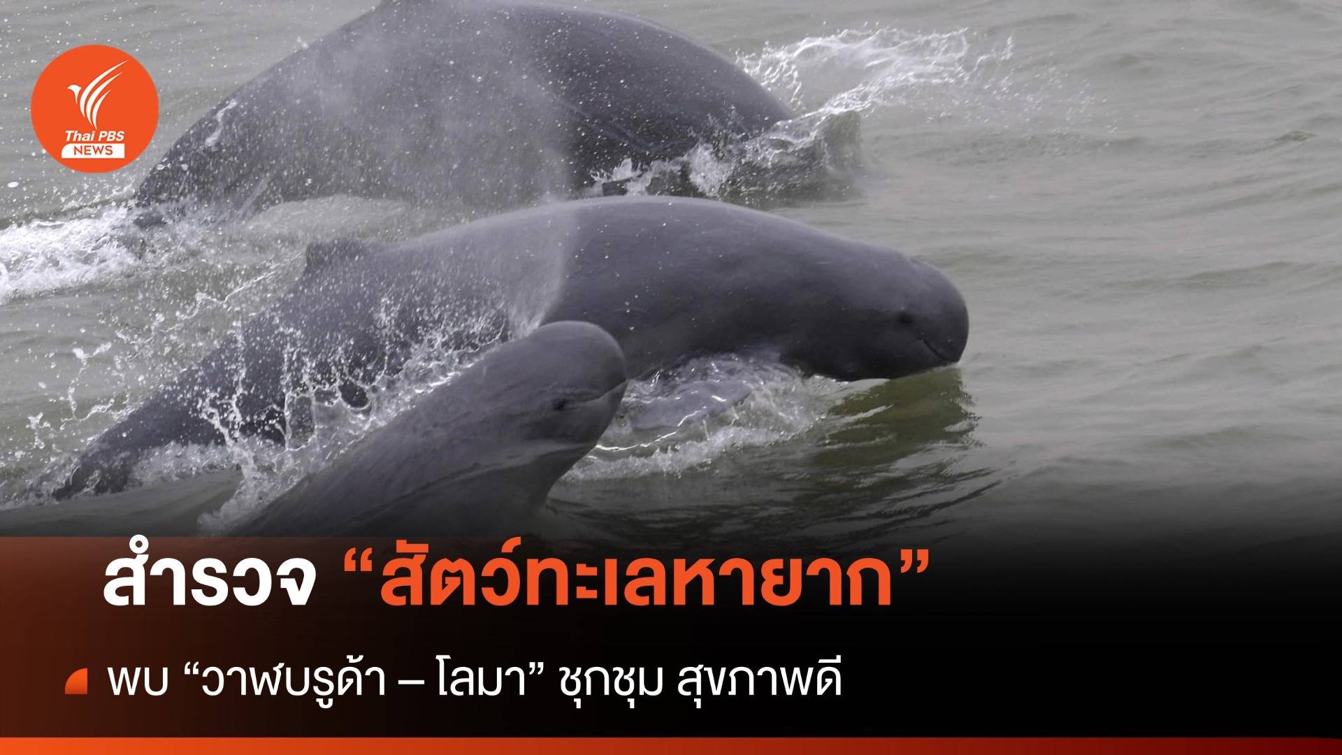 ทช.สำรวจสัตว์ทะเลหายาก พบ "วาฬบรูดา - โลมา" ชุกชุม สุขภาพดี