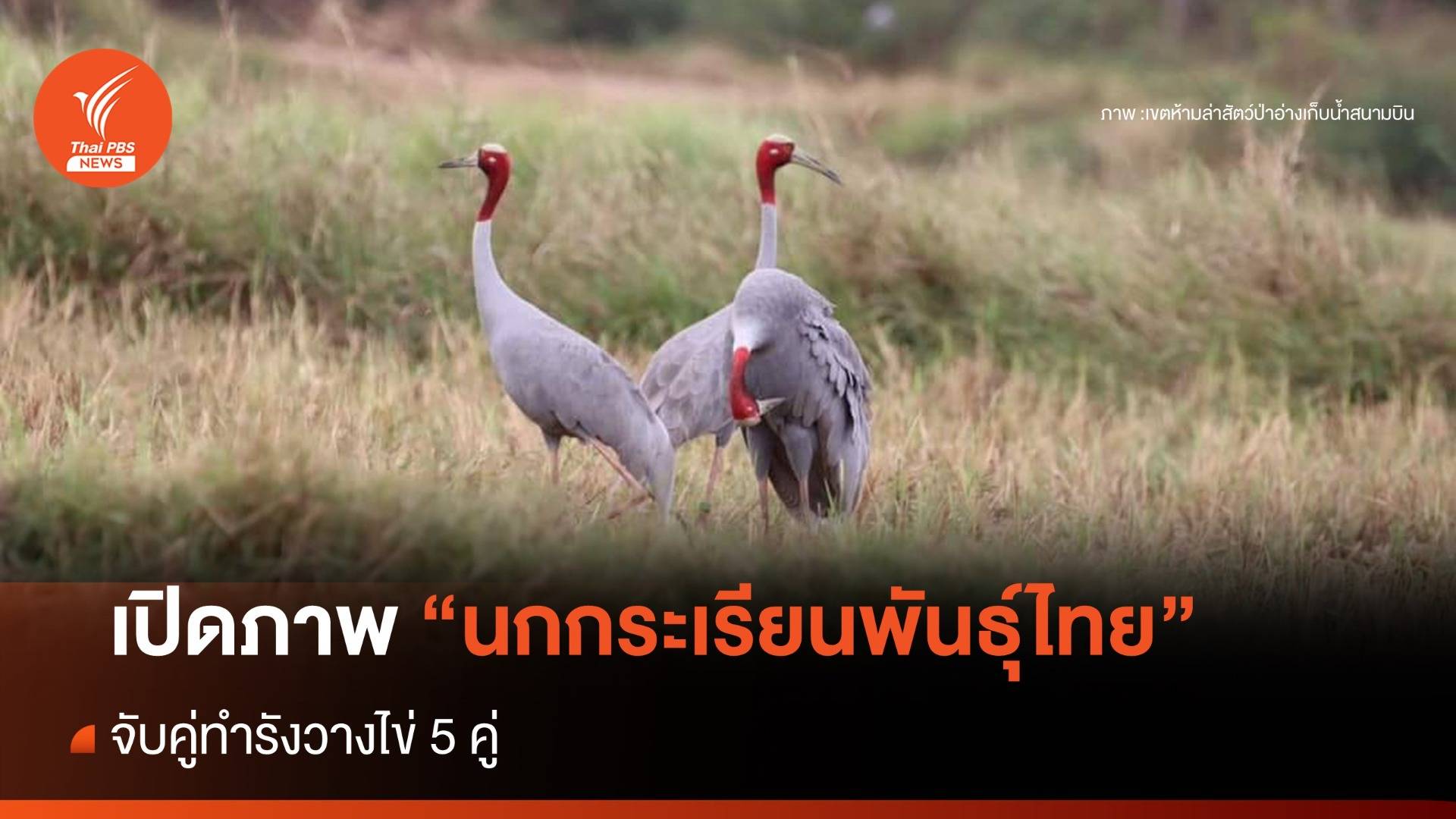 เปิดภาพ "นกกระเรียนพันธุ์ไทย" จับคู่ทำรังวางไข่ 5 คู่