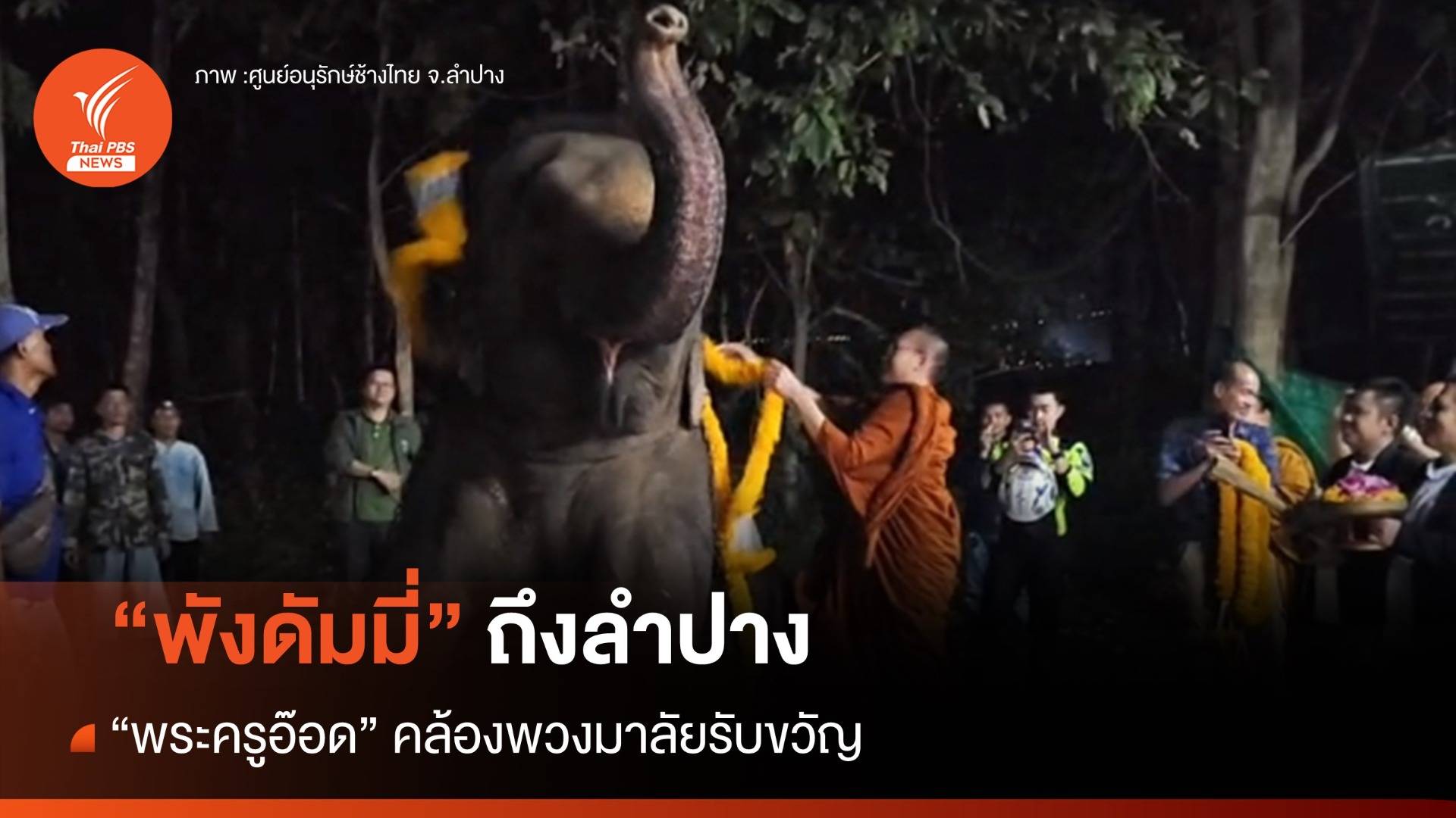 "พังดัมมี่" เดินทาง 38 ชม.ถึงลำปาง "พระครูอ๊อด" คล้องพวงมาลัยรับขวัญ