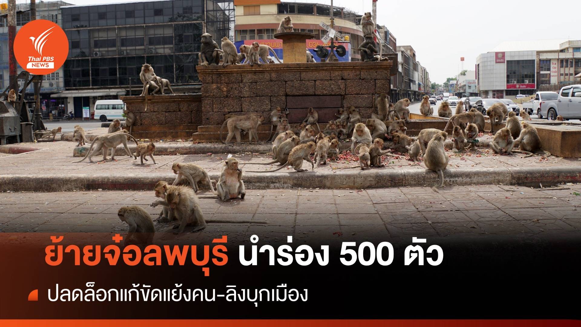ปลดล็อก! ย้ายลิงลพบุรีเข้ากรงนำร่อง 500 ตัว