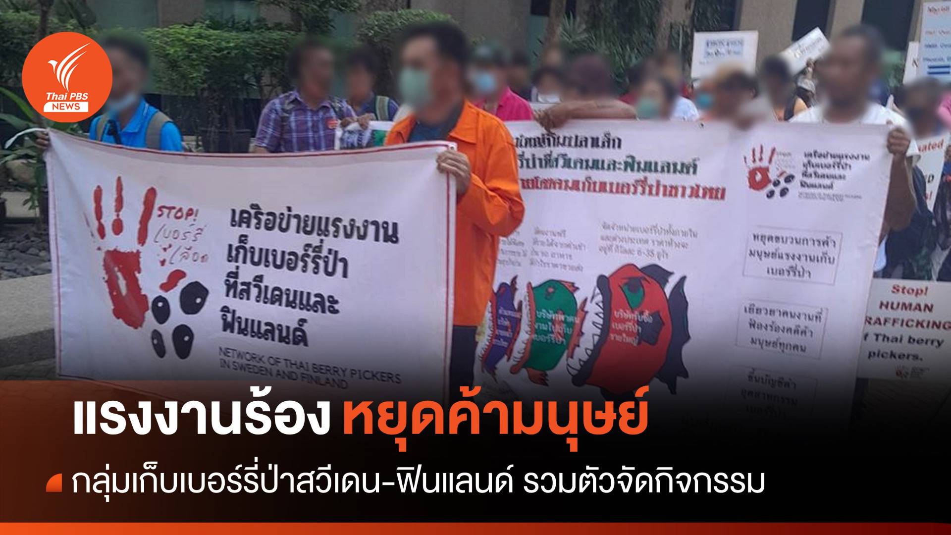 แรงงานเก็บเบอร์รี่ป่าสวีเดน-ฟินแลนด์ร้องหยุดค้ามนุษย์