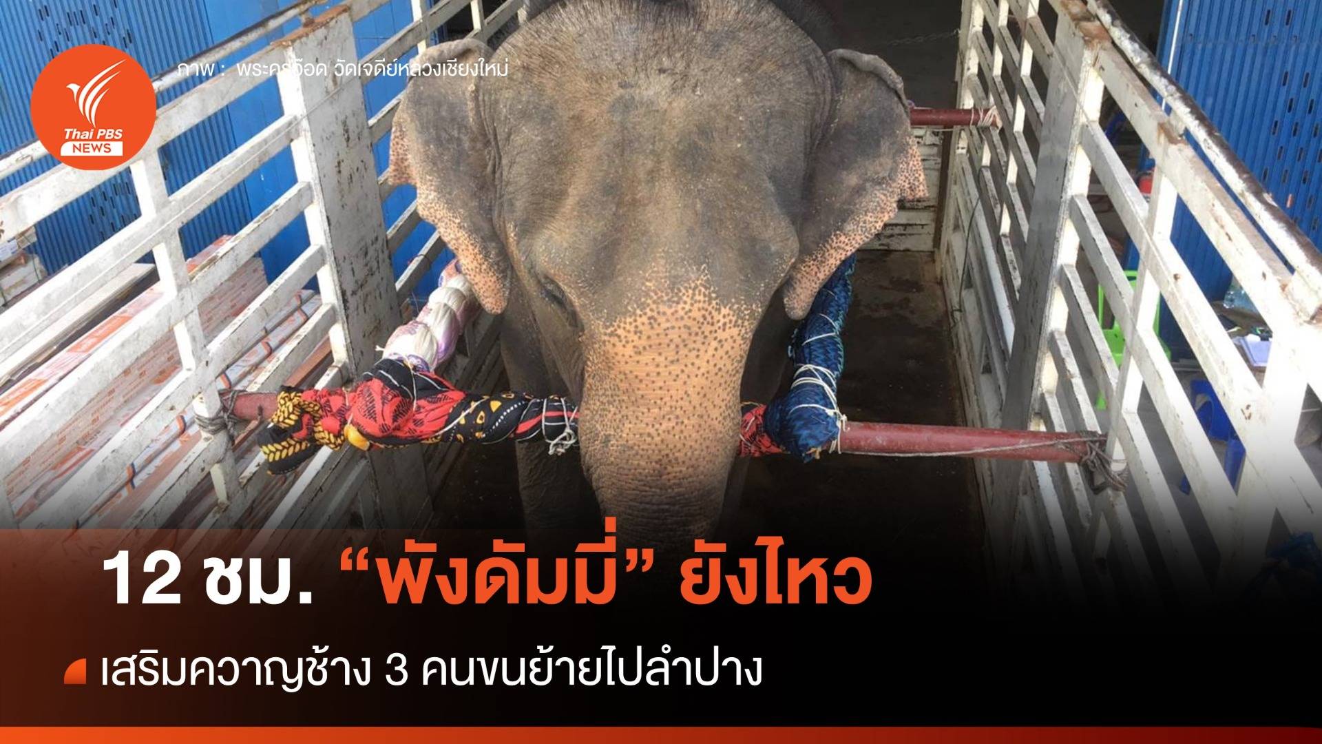 FC คลายความกังวล เสริม 3 ควาญช้างย้าย "พังดัมมี่"